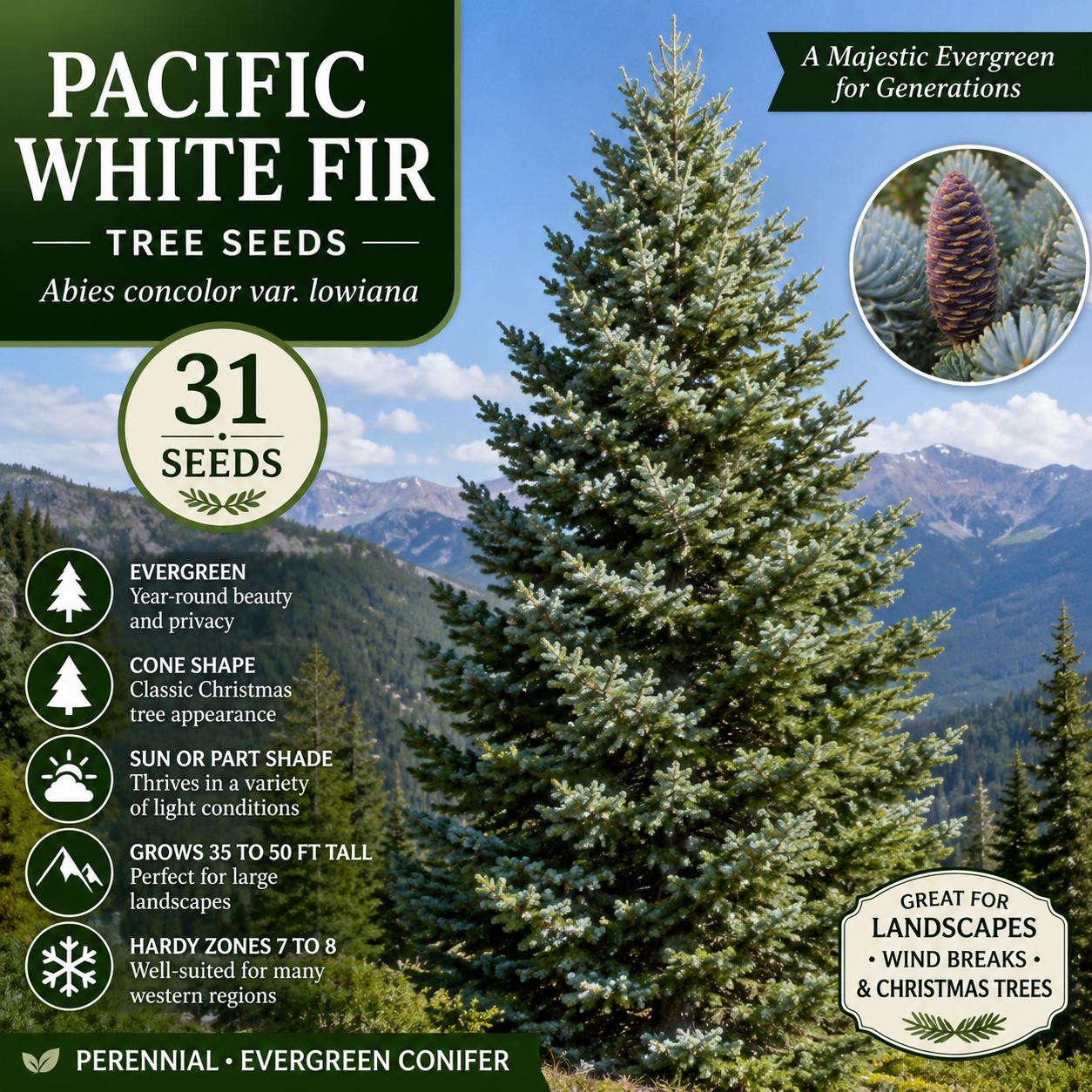 Pacific White Fir Seeds – Abies concolor var. lowiana – Evergreen Conifer for Landscaping and Reforestation