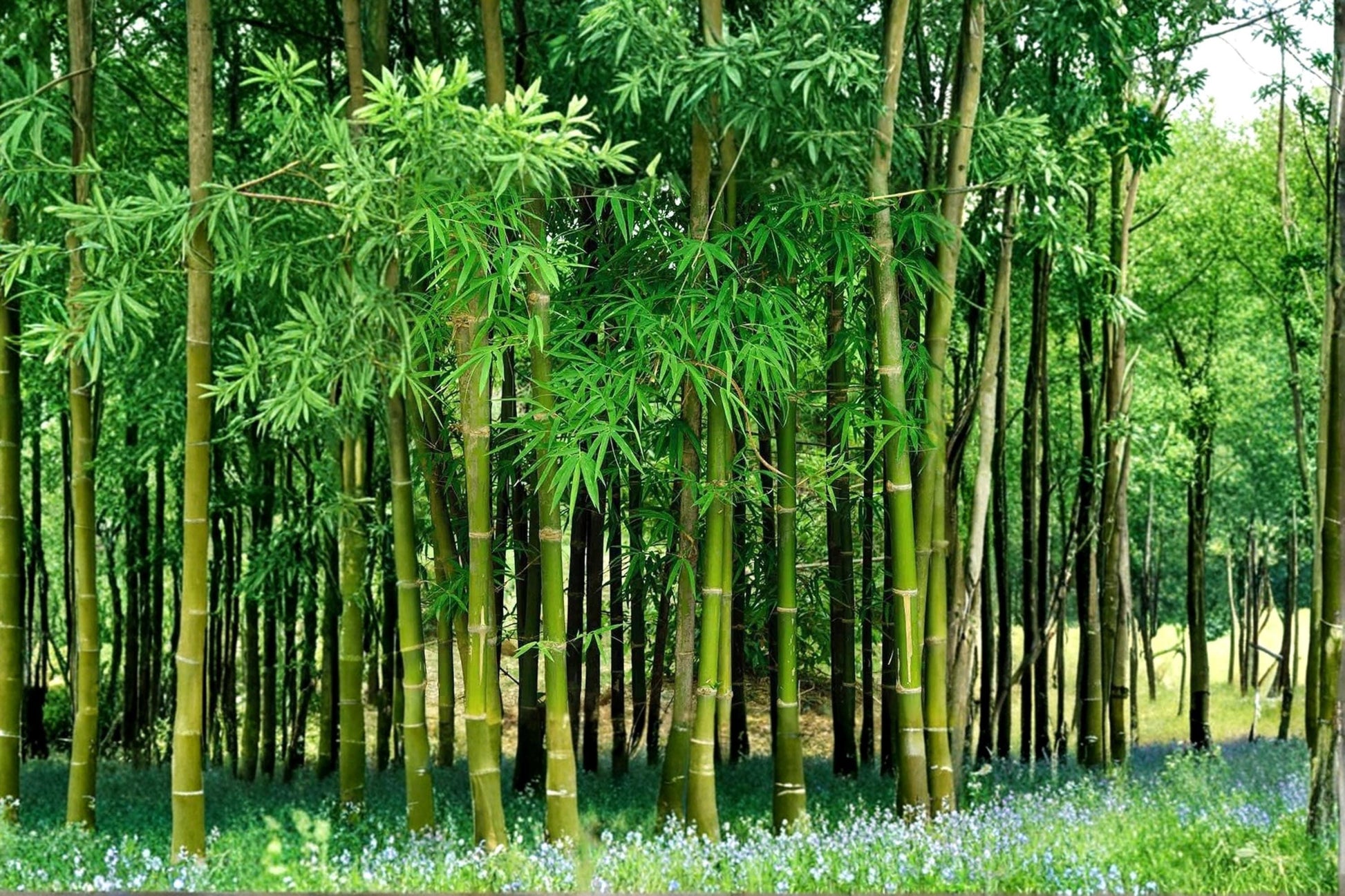 200+ Bamboo Seeds for Planting – Fast Growing Ornamental Bamboo Bambusoideae for Gardens & Landscaping