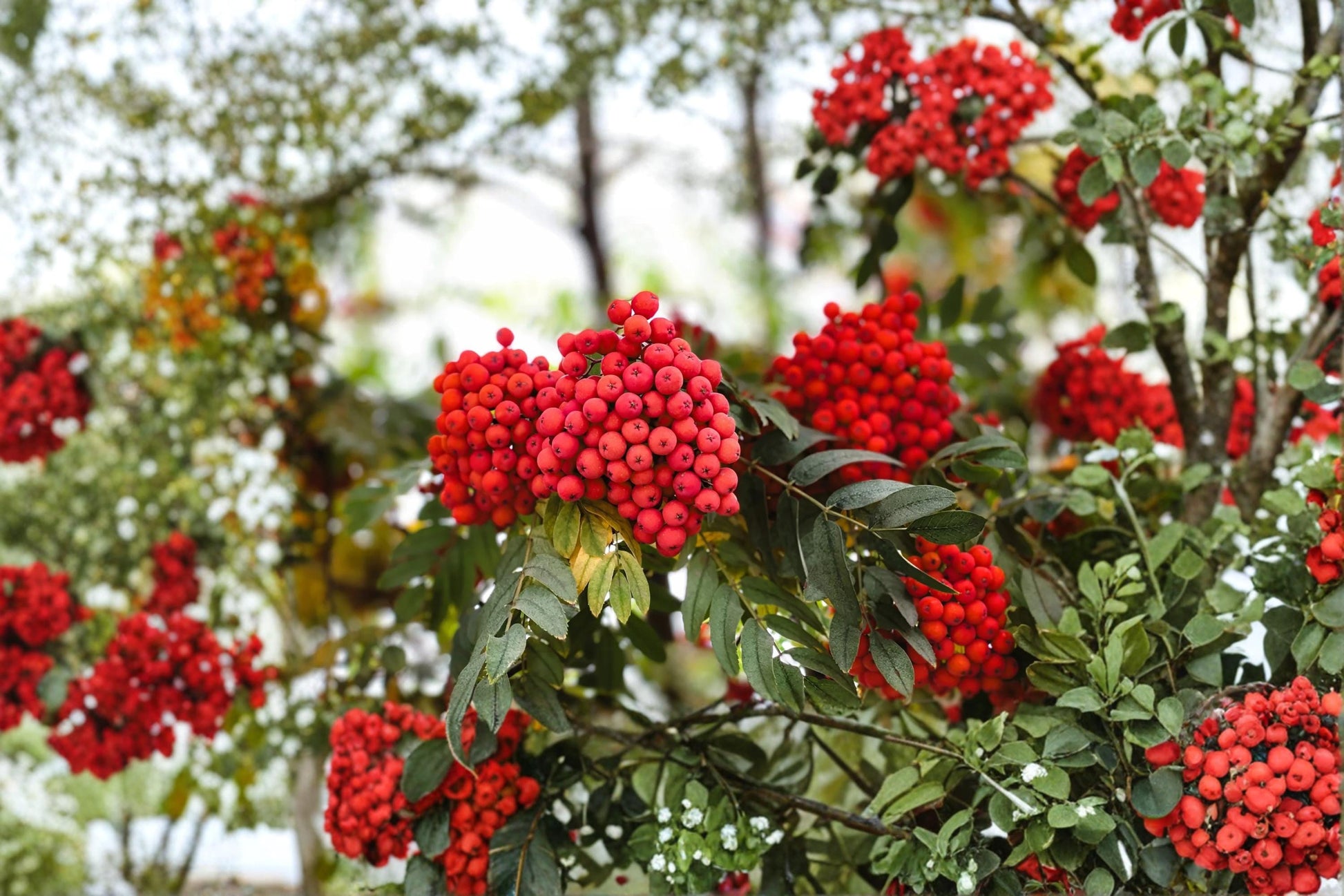 Mountain Ash Seeds for Planting – Sorbus aucuparia Ornamental Tree Seeds – Berry Tree, Garden, Landscape, 50 Seeds