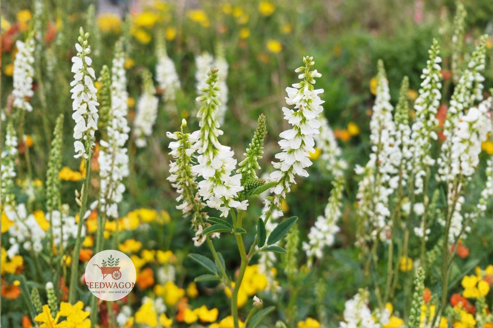 white sweet clover seeds, pollinator wildflower seeds, flowering cover crop, bee attracting plant, meadow plant seeds, wildlife habitat seeds, fragrant white flowers, easy grow wildflower, native plant seeds, summer bloom seeds, naturalized landscape, beneficial insect plant, drought tolerant cover crop