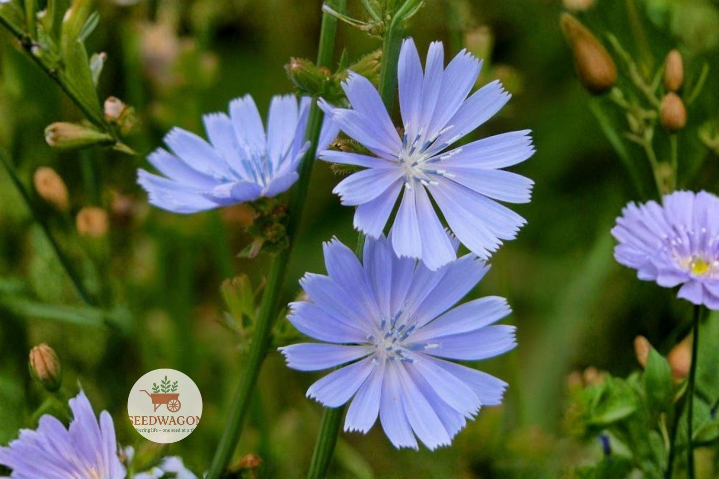 Blue Chicory Seeds,Wildflower Seeds,Pollinator Garden Seeds,Herb Garden Seeds,Perennial Flower Seeds,Blue Wildflower Seeds,Native Plant Seeds,Butterfly Attracting Seeds,Drought Tolerant Seeds,Summer Bloom Seeds,Wildflower Meadow Seeds,Cottage Garden Seeds,Bee Friendly Seeds