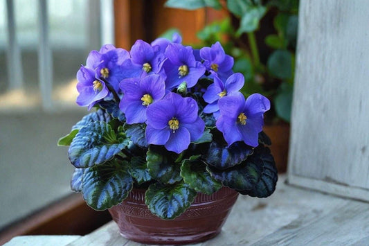 10 Bare Root Common Blue Violet Plants Viola sororia Native Wildflower Ground Cover for Shade Gardens
