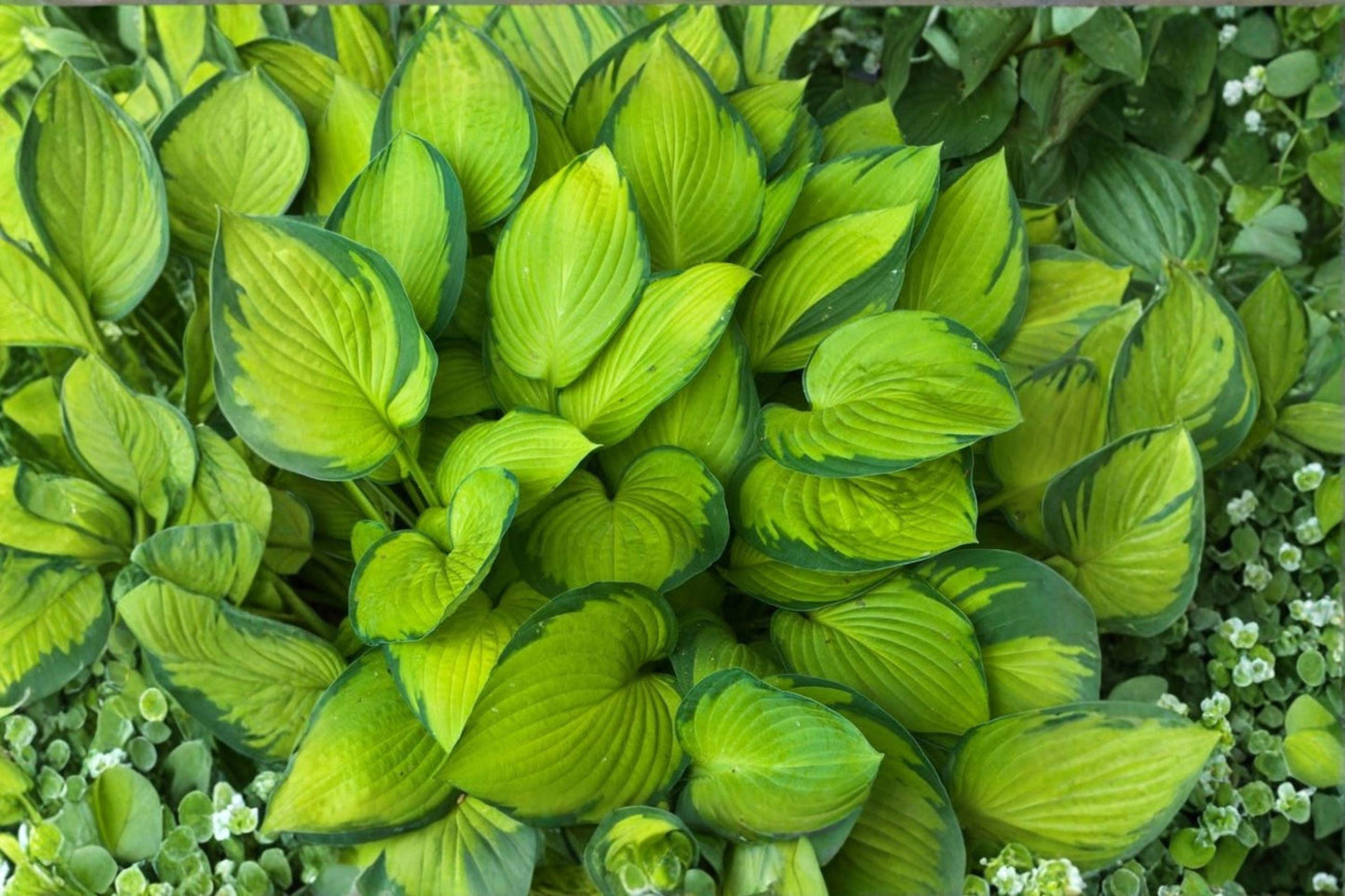 Live Guacamole Hosta Plants – 2 Pack, Variegated Foliage, Chartreuse-Gold & Green, Fragrant White Flowers, Shade Garden Perennials