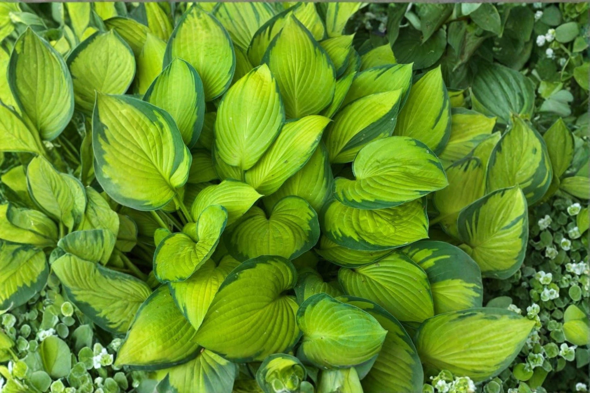 Live Guacamole Hosta Plants – 2 Pack, Variegated Foliage, Chartreuse-Gold & Green, Fragrant White Flowers, Shade Garden Perennials