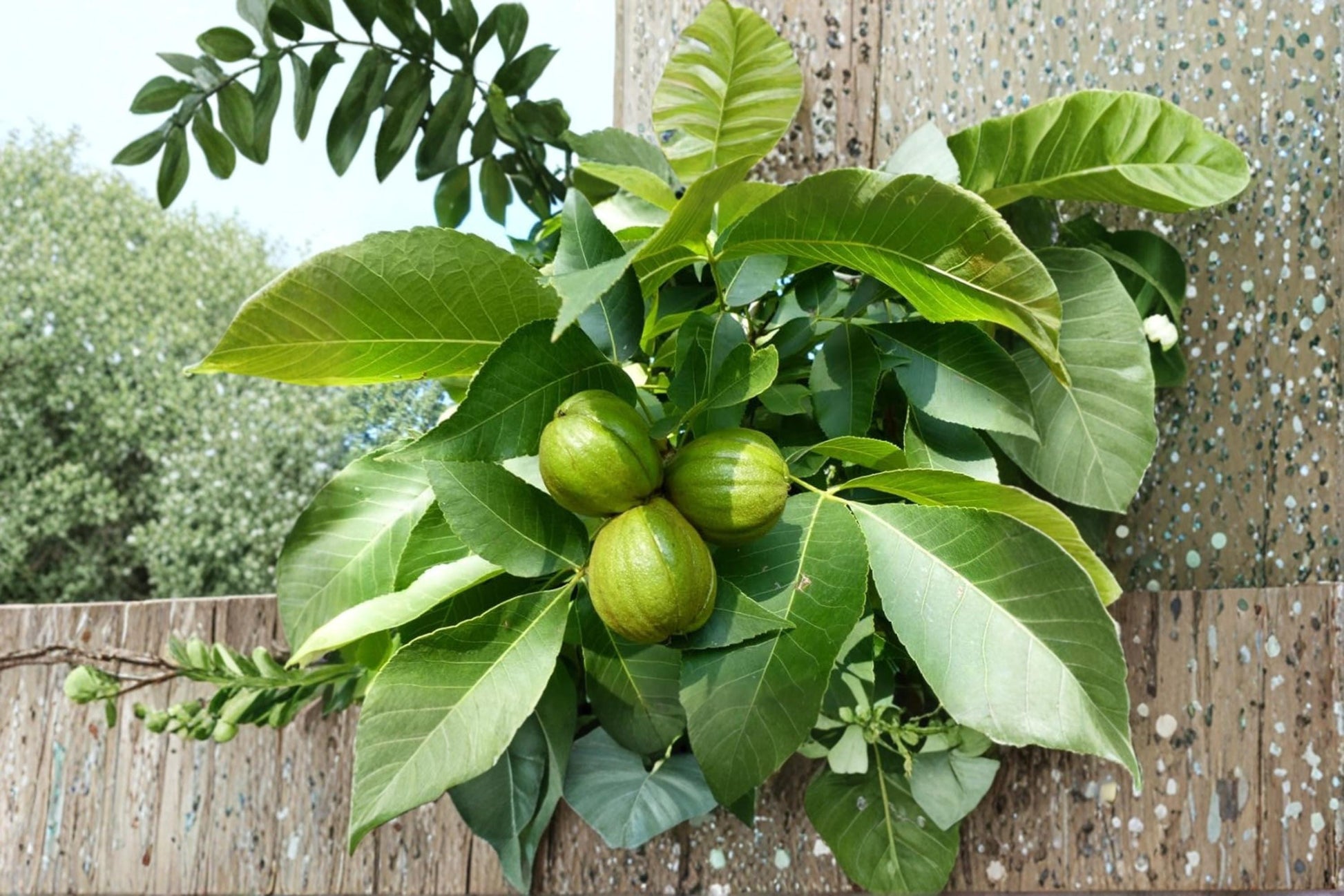 Butternut Tree Seeds – Juglans cinerea Hardy Nut Tree for Planting, Deciduous Hardwood, Woodland Garden, Landscape Tree