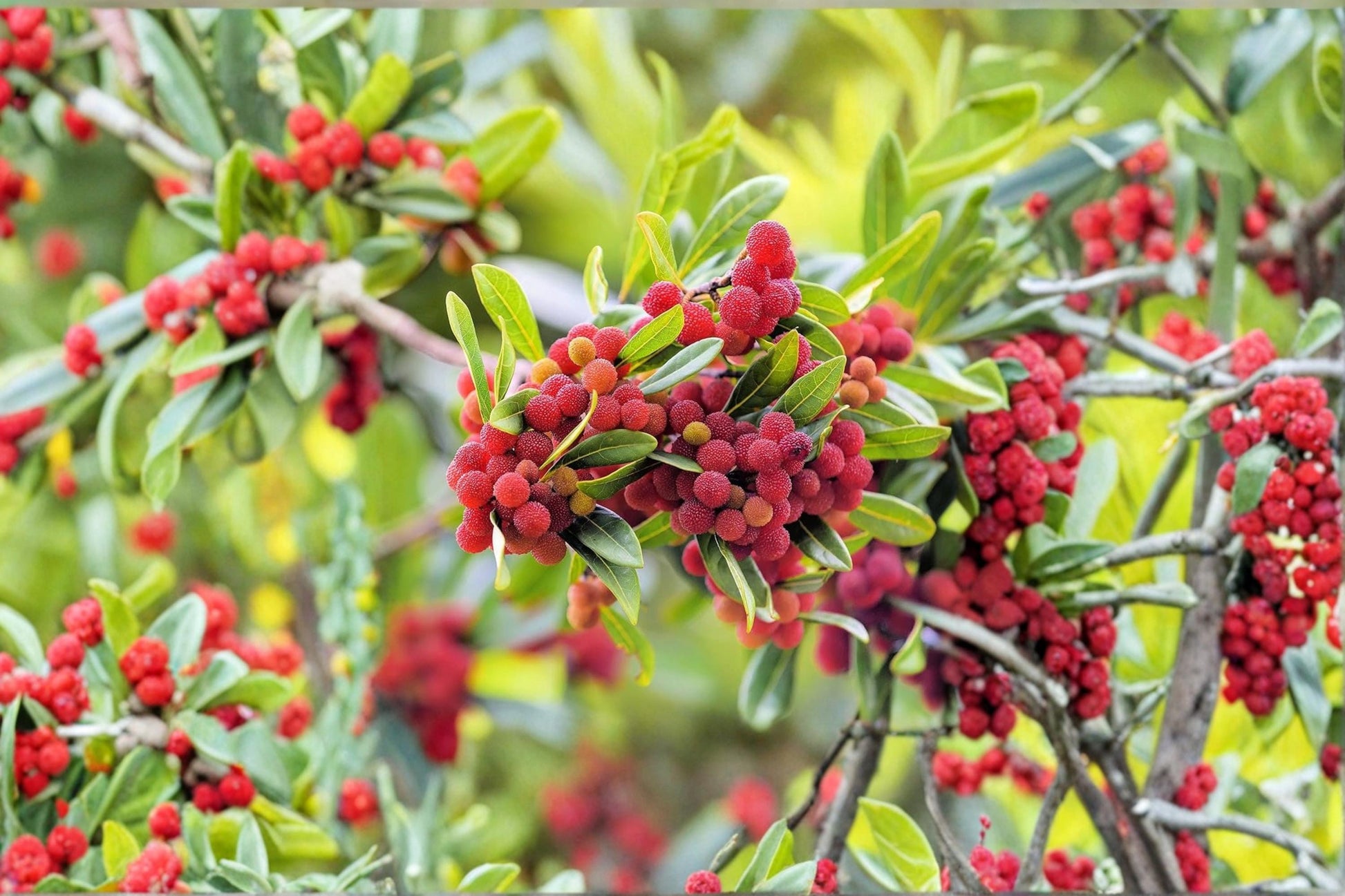 Yumberry Tree Seeds, Exotic Evergreen Fruit Tree, Yangmei Myrica rubra, Tropical Garden Planting, Container Friendly