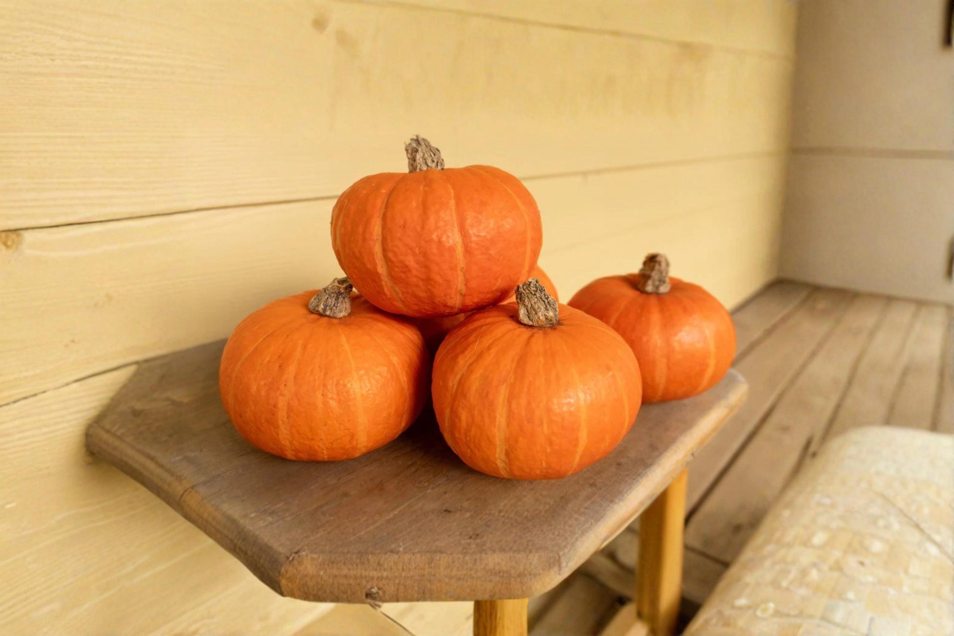 Orange Cutie Squash Seeds – Mini Pumpkin Ornamental Vegetable Vine – Cucurbita pepo