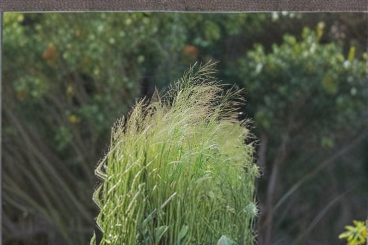 Switchgrass Seeds – Panicum virgatum Native Prairie Ornamental Grass for Landscaping and Erosion Control