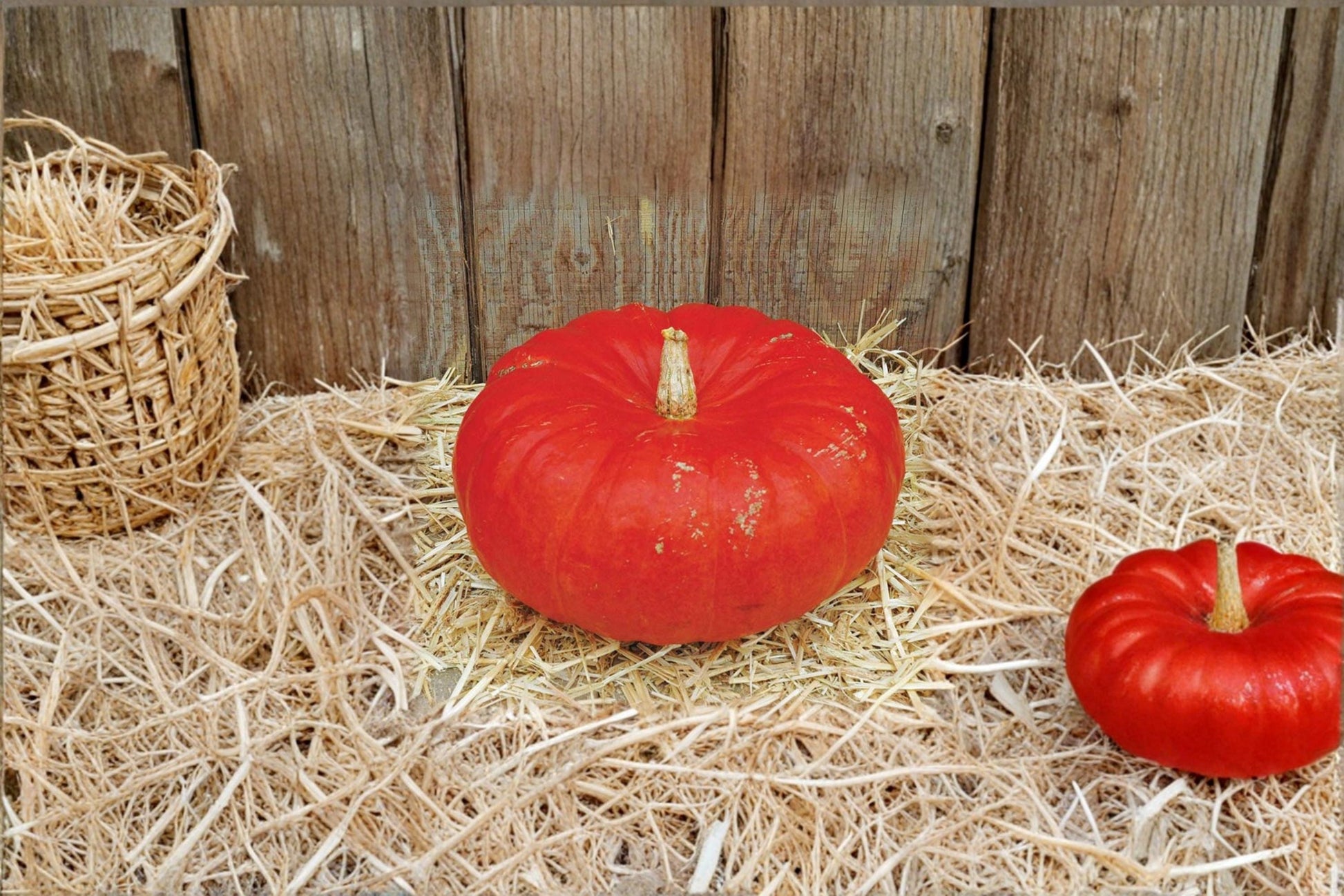 Rouge VIF D'Etampes Pumpkin Seeds – Heirloom Red-Orange Squash, Ornamental and Edible, Cucurbita maxima, Garden Planting