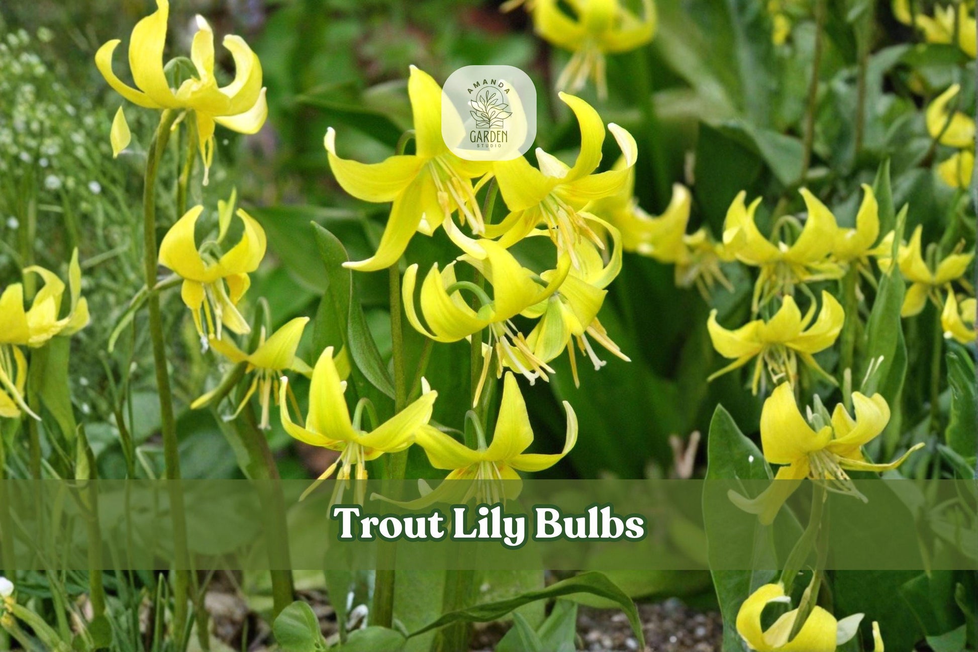 Trout Lily Bulbs | Native Perennial Wildflower | Yellow Flowers | Erythronium americanum for Shade Gardens