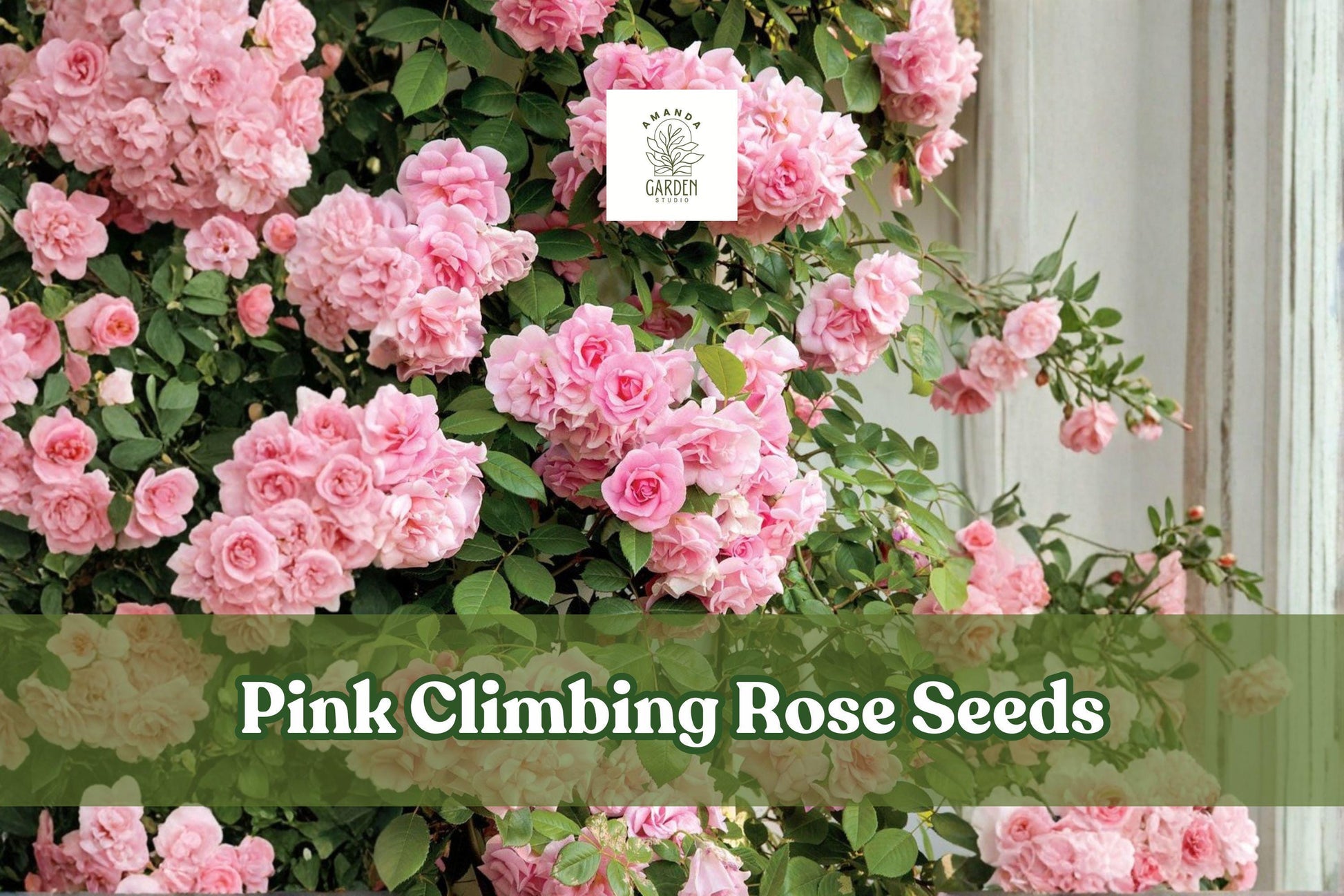 Pink Climbing Rose Seeds – Heirloom Flowering Vine for Trellis, Fence, Garden, Rosa spp.