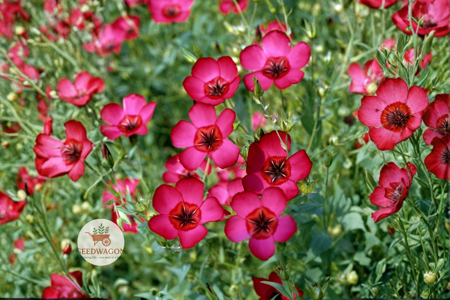 scarlet flax seeds, wildflower seeds, pollinator garden seeds, annual flower seeds, bee attracting seeds, butterfly garden seeds, cottage garden seeds, vibrant red flower seeds, meadow planting seeds, easy grow wildflowers, border plant seeds, seasonal color seeds, naturalized landscape seeds