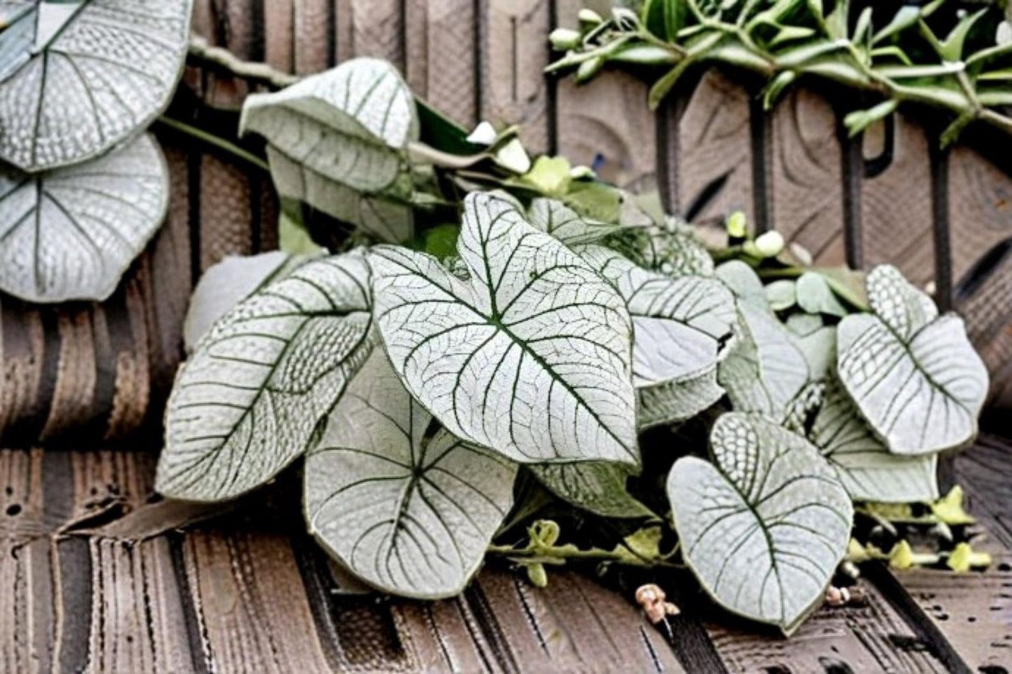 Snow White Caladium Bulbs – White Fancy Leaf Elephant Ear Caladium – Shade Garden Foliage Plant, Caladium bicolor