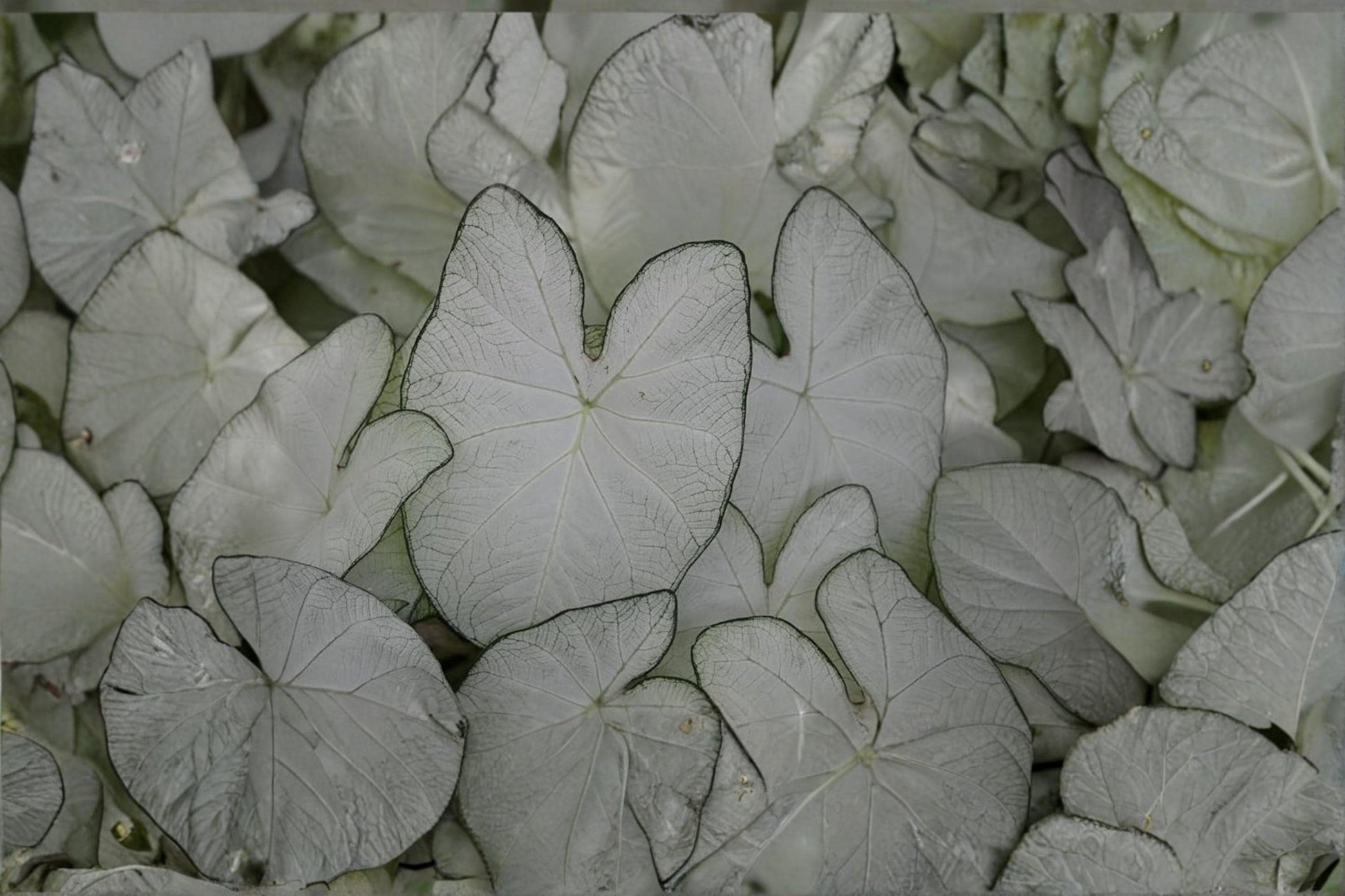 White Caladium Bulbs for Planting – Fancy White Caladium Caladium bicolor Foliage Plant, Shade Garden, Container, Perennial