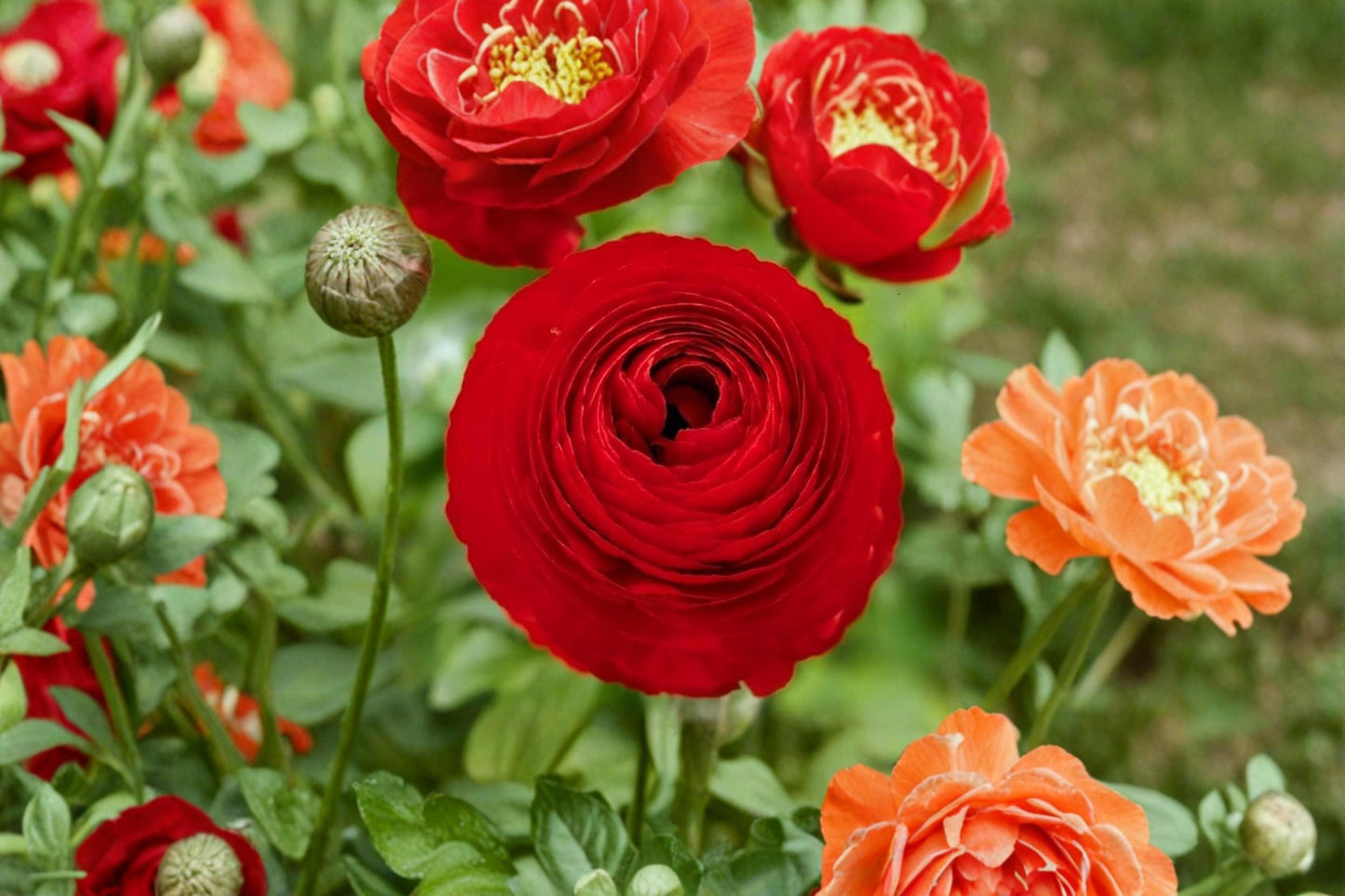 Red Ranunculus Bulbs for Planting – Ranunculus asiaticus Flower Bulbs for Vibrant Garden Beds and Containers