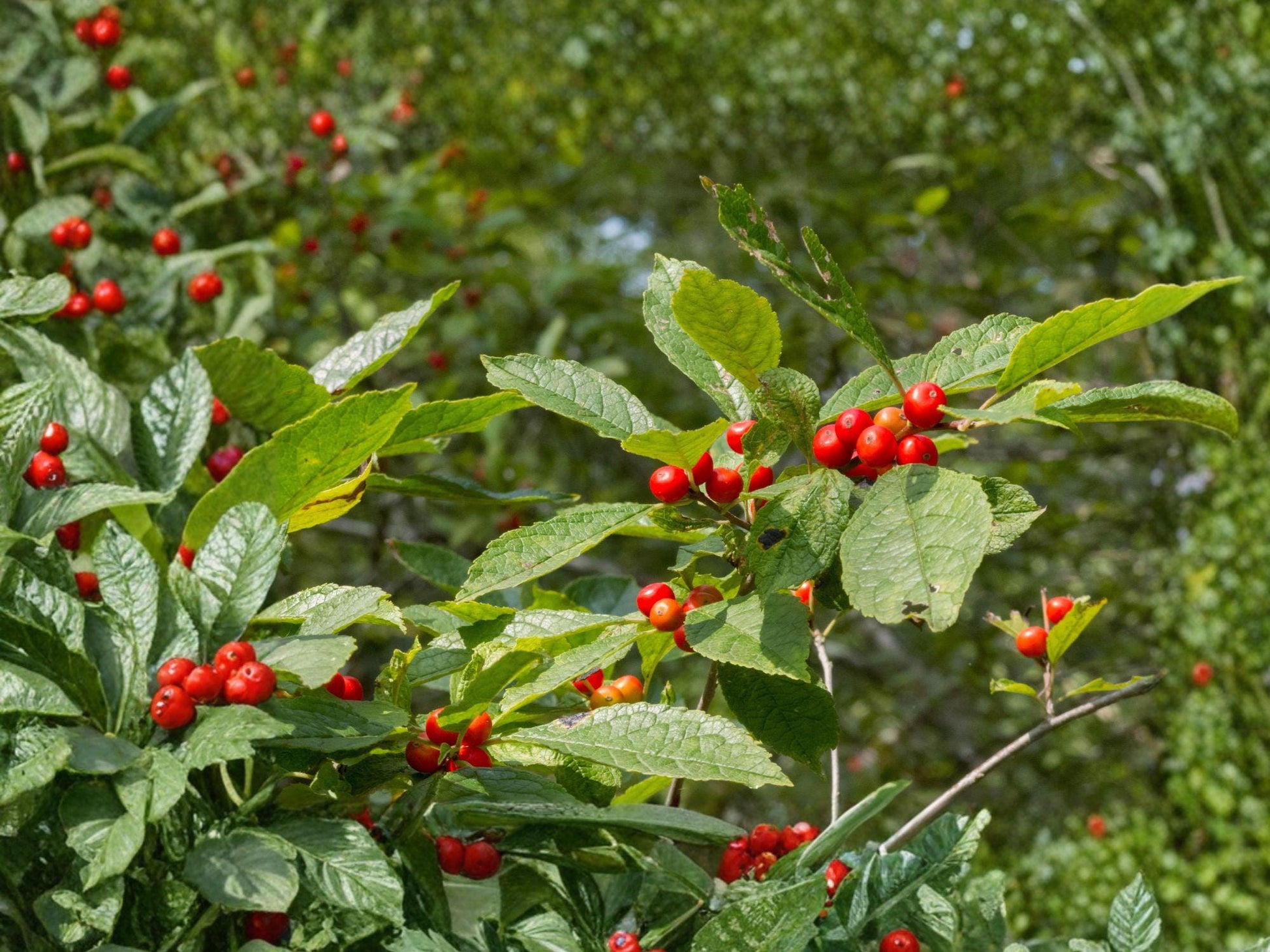 Winterberry Holly Shrub Seeds, Ilex verticillata, Bright Red Berries, Deciduous Perennial, Wildlife Garden Plant