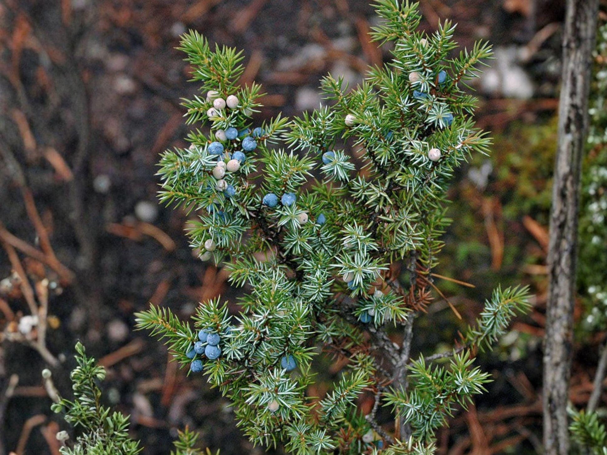 Common Juniper Evergreen Seeds | Juniperus communis | Blue-Green Foliage & Berry-Like Cones | Landscape & Rock Garden Plant