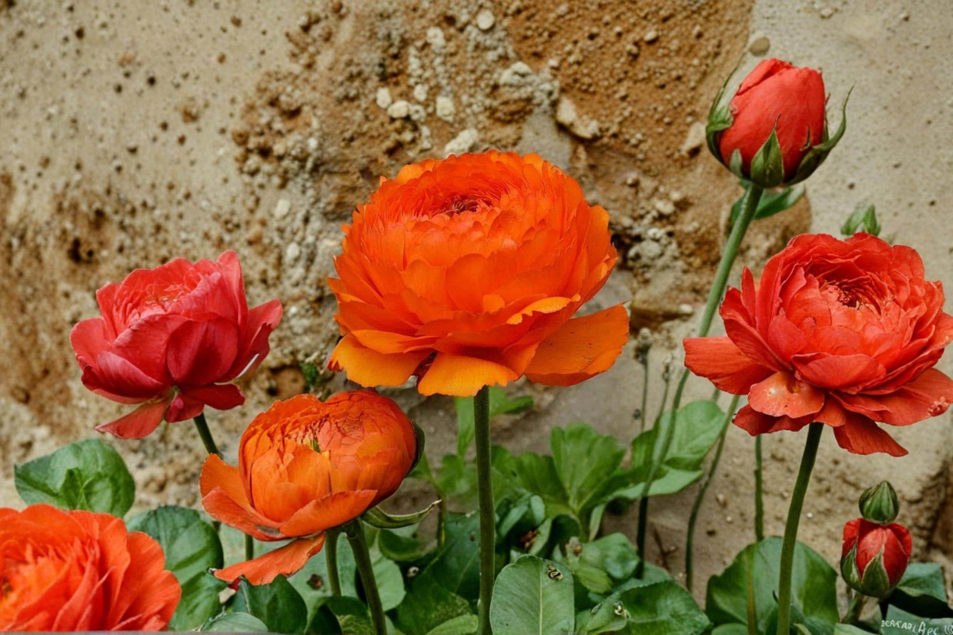 Orange Ranunculus Bulbs – Perennial Flower Bulbs for Garden Beds, Borders & Containers – Ranunculus asiaticus