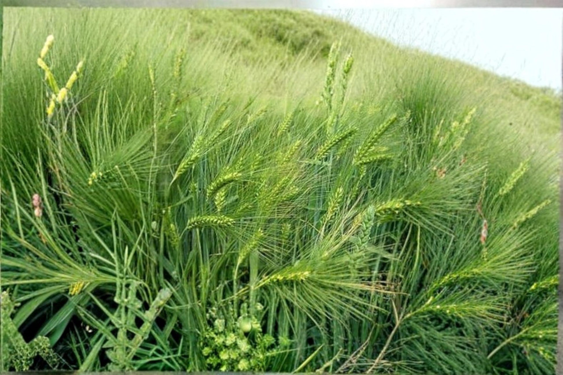 Barley Seeds Pack for Planting – Hordeum vulgare Grain Seeds for Garden, Crop, and Grain Growing