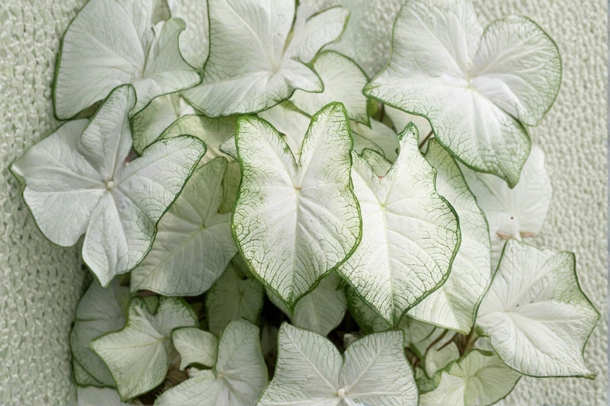Fancy White Caladium Bulbs – Tropical Foliage Plant, Caladium bicolor, Shade Garden, Patio Container, Perennial Bulbs