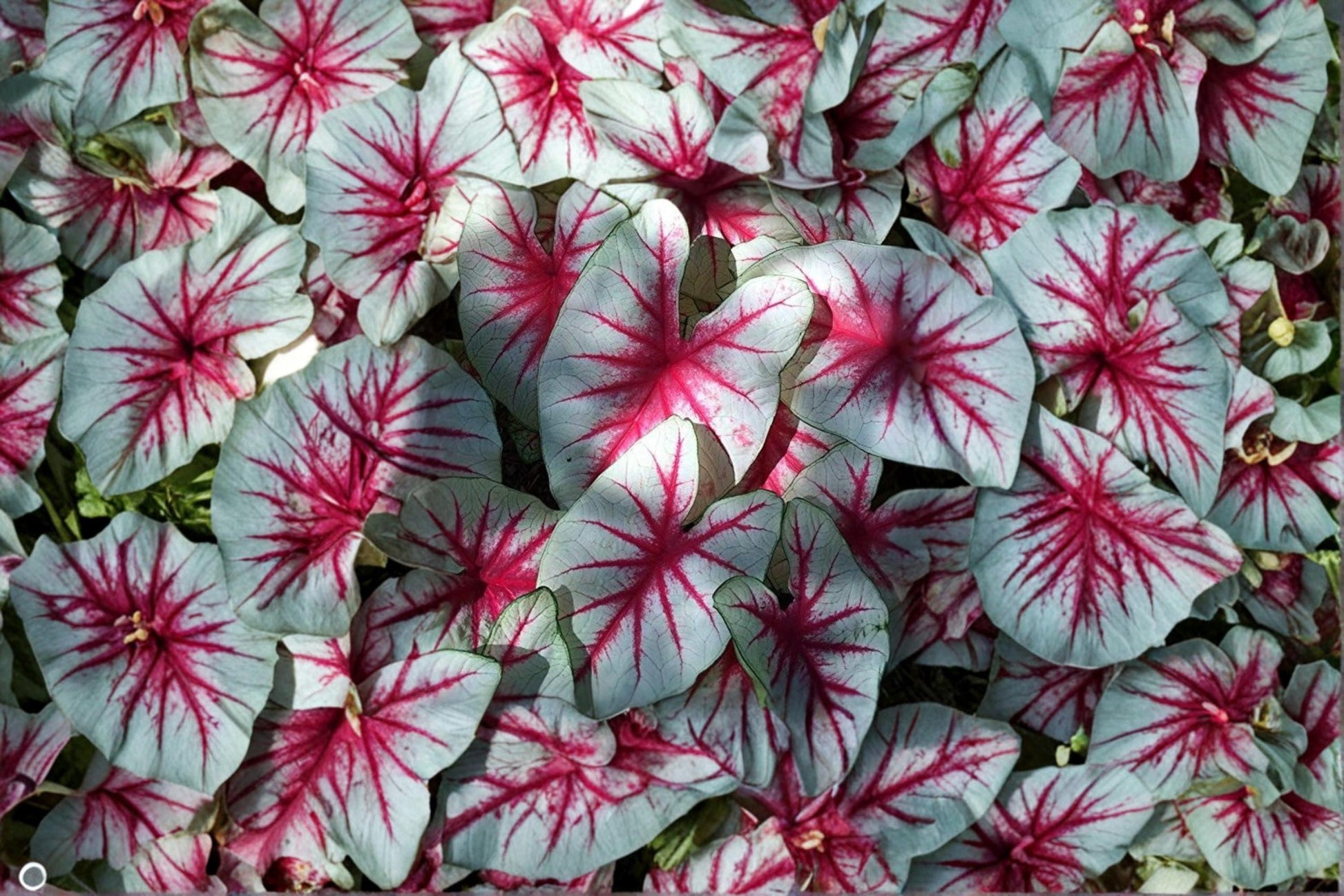 Fiesta Caladium Bulbs – Tropical Foliage Plant with Vibrant Multicolor Leaves – Caladium bicolor for Shade Gardens & Containers