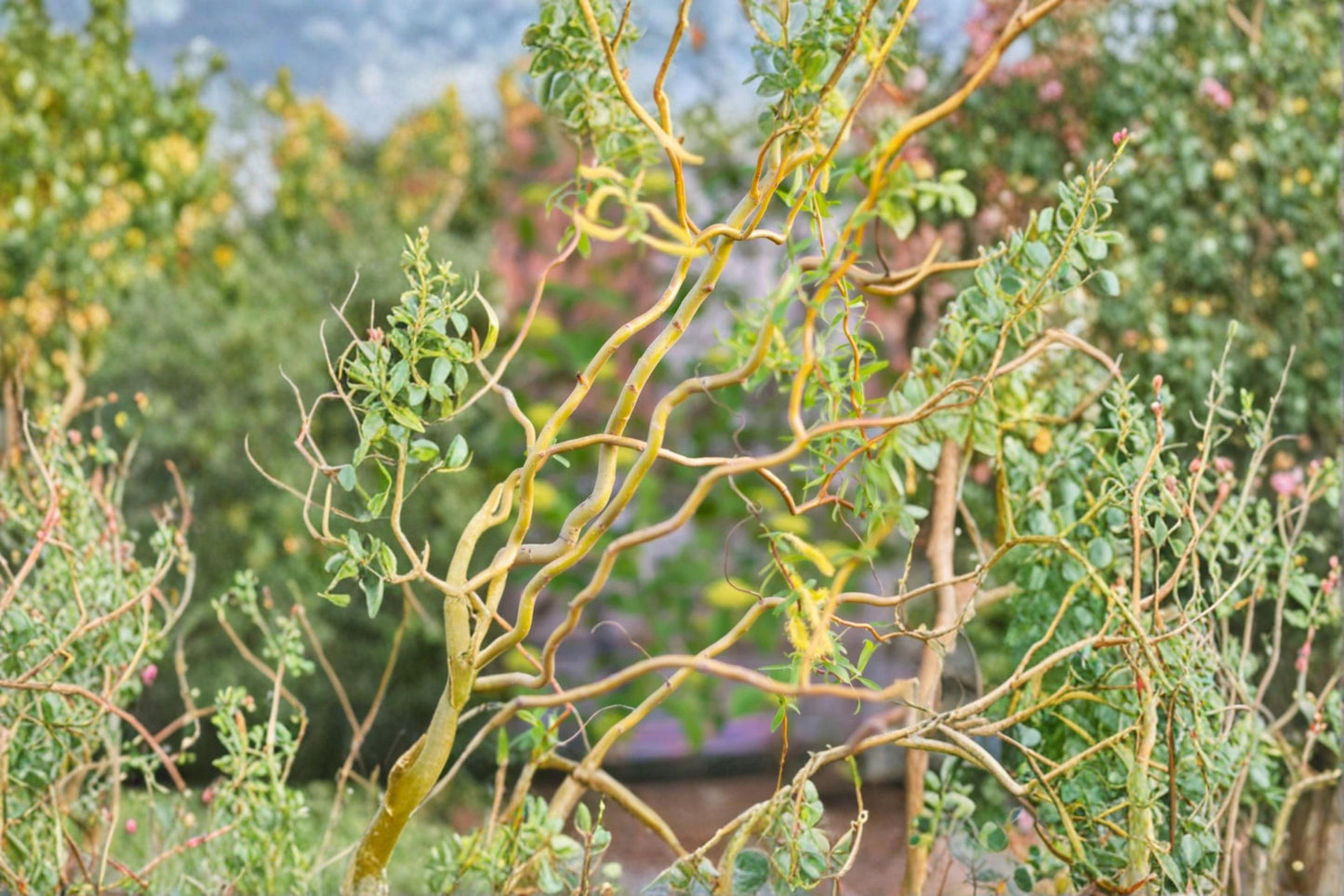 Corkscrew Willow Trees 4 Pack – Salix matsudana 'Tortuosa' Green Curly Willow Ornamental Trees
