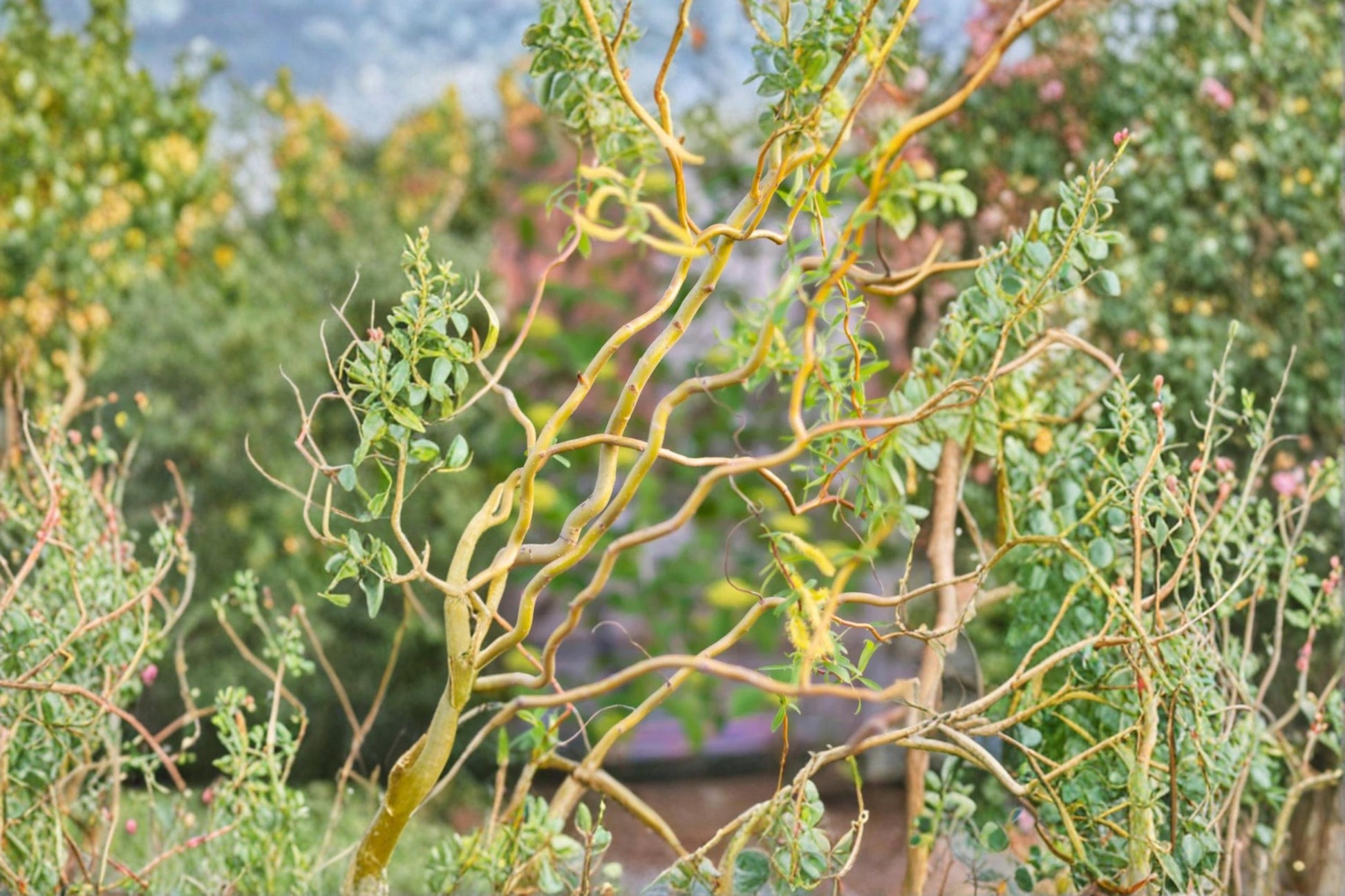 Corkscrew Willow Trees 4 Pack – Salix matsudana 'Tortuosa' Green Curly Willow Ornamental Trees