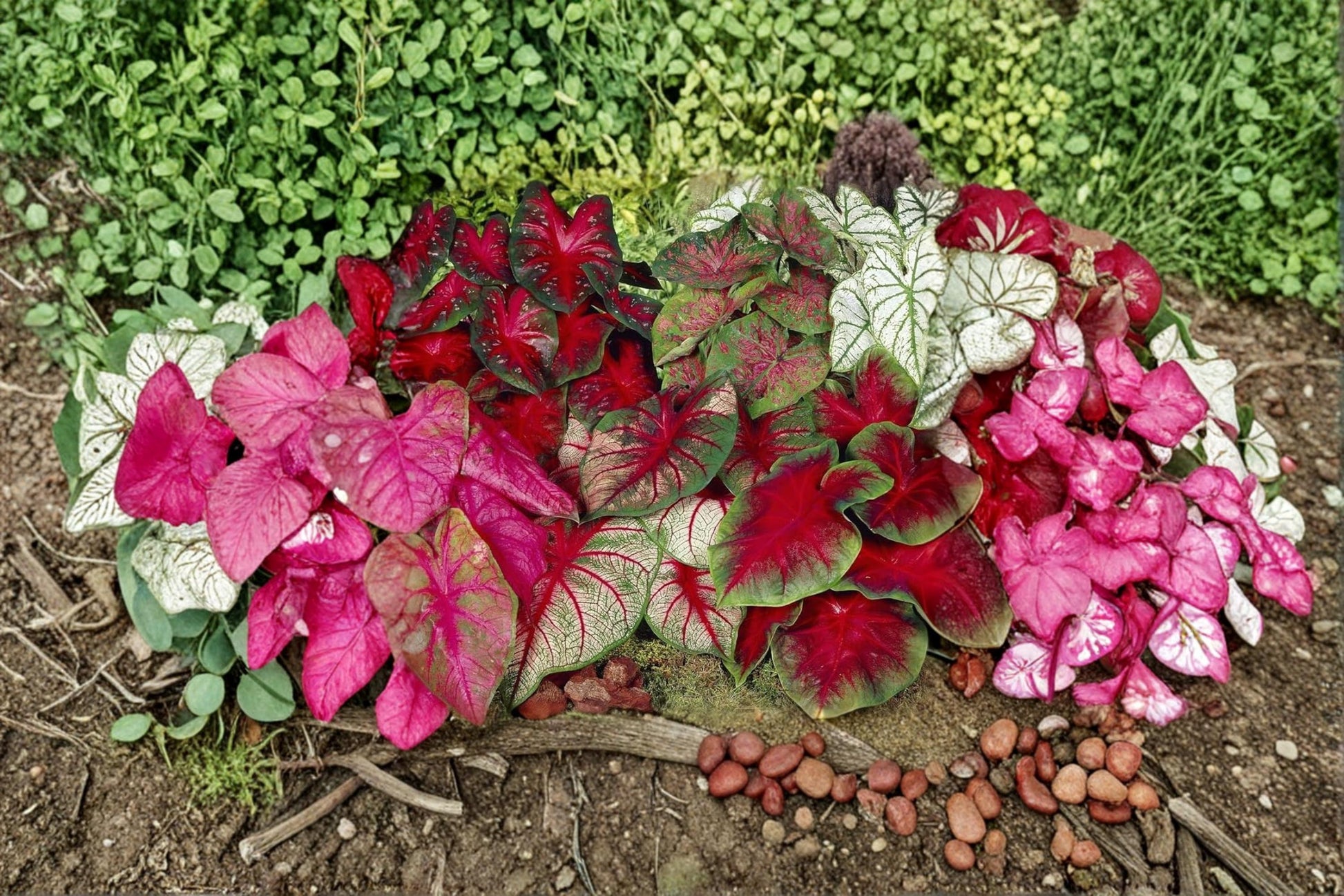 Mixed Caladium Bulb for Planting | Tropical Foliage, Colorful Heart-Shaped Leaves | Caladium bicolor