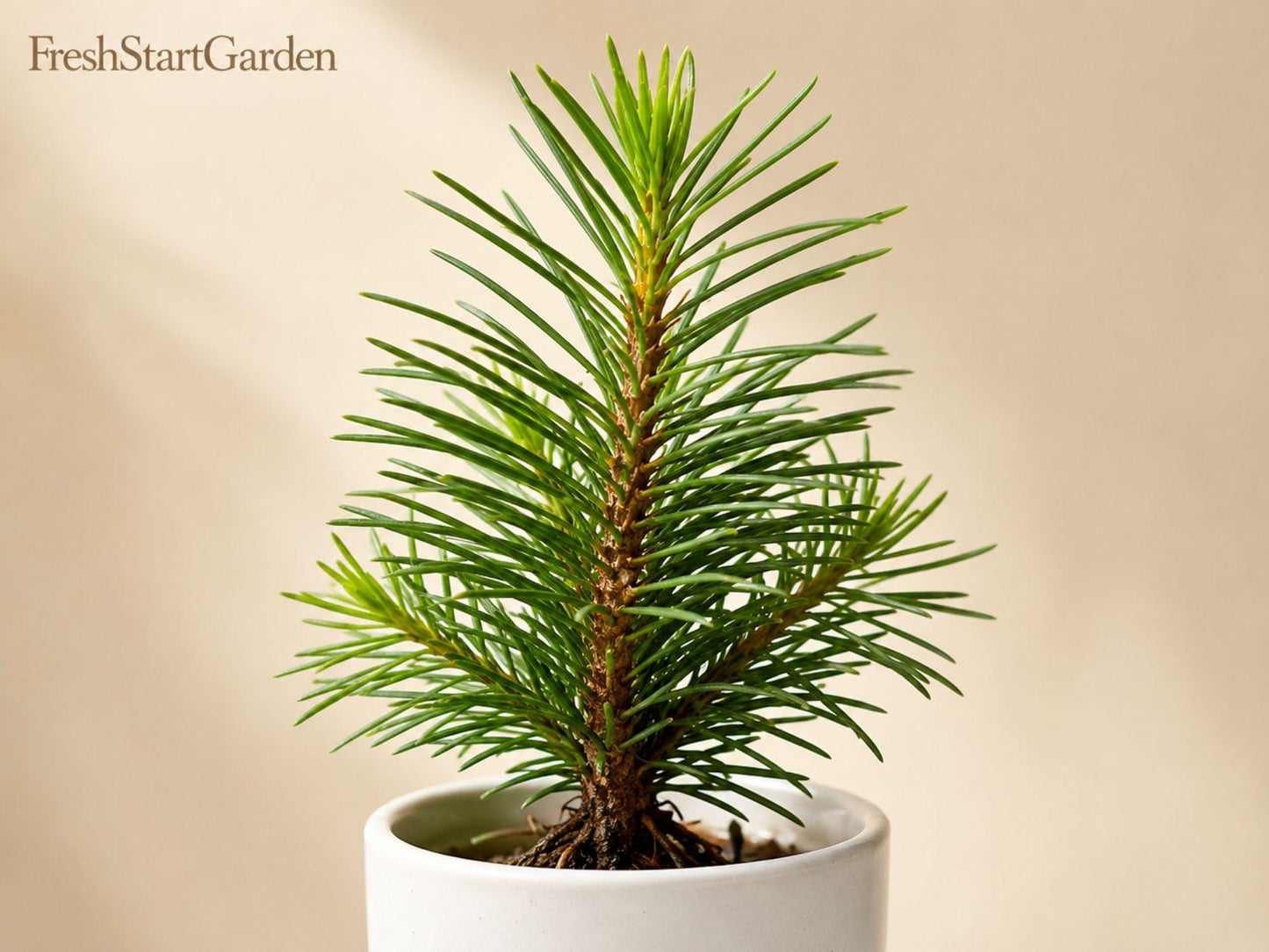 Giant Sequoia Bare Root Plant 6-12" | Sequoiadendron giganteum Evergreen Landscape Tree