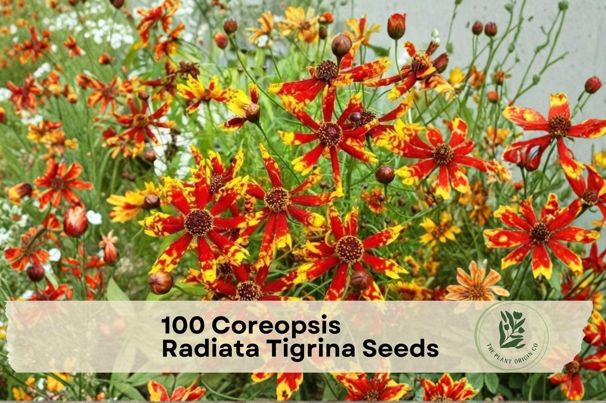 Coreopsis Radiata Tigrina Flower Seeds – 100 Pack, Red and Yellow Blooms, Ornamental Wildflower, Pollinator & Garden Bed Plant