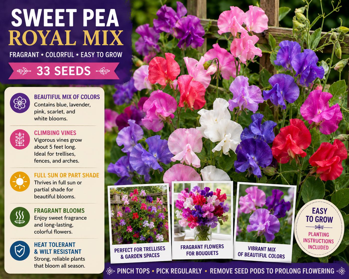 Sweet Pea Royal Family Mix Seeds – Fragrant Climbing Annual Flower Mix for Trellis Gardens – Lathyrus odoratus