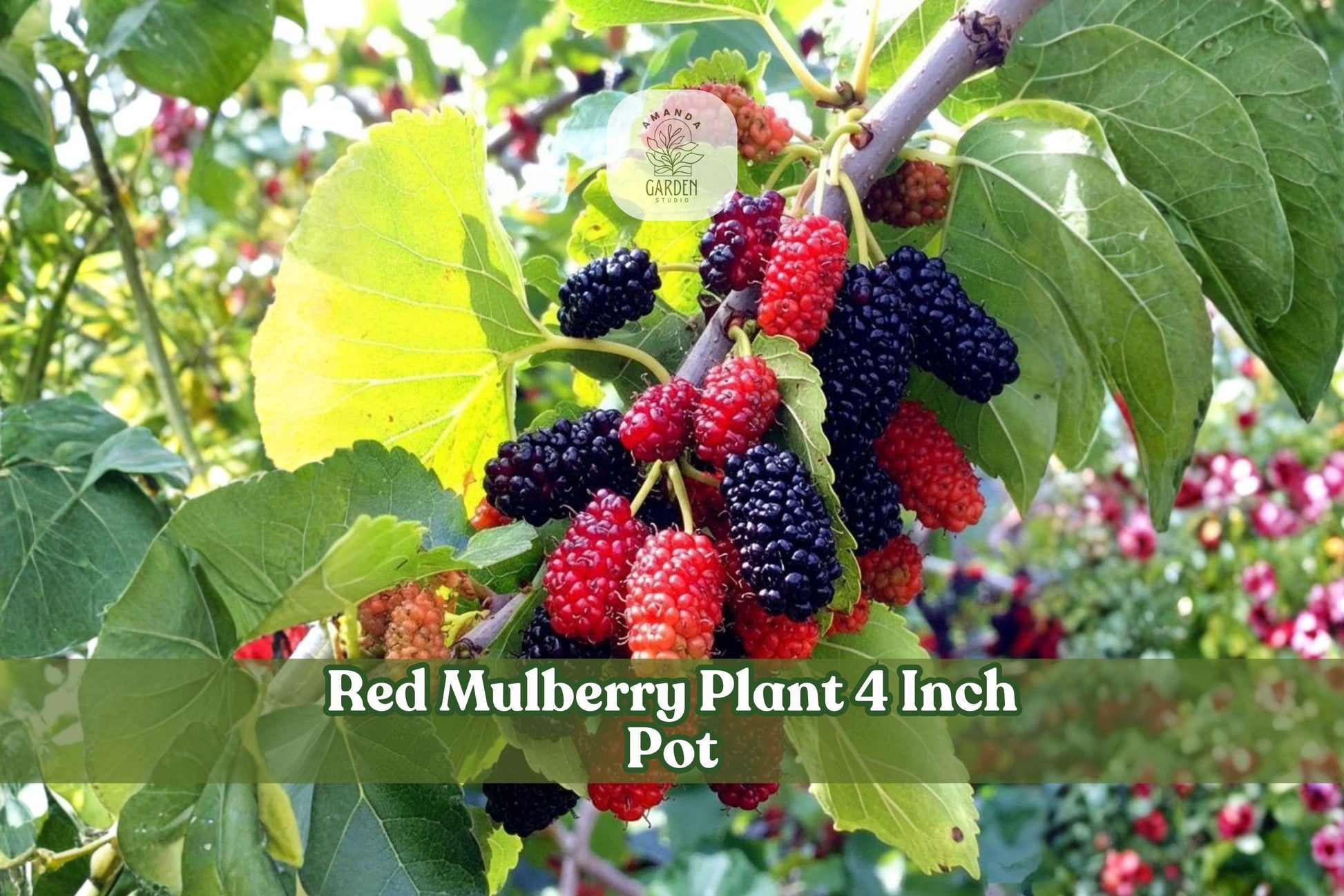 Red Mulberry Live Tree Seedling 4-Inch Pot Morus rubra Native Fruit Tree for Landscape & Garden