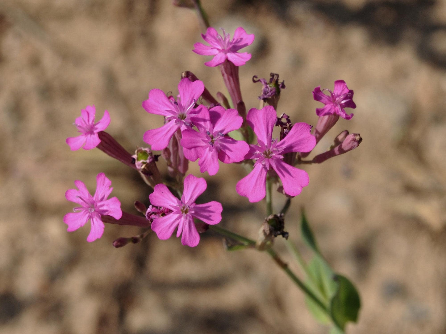 Wildflower Seeds for Pollinator Gardens – Silene armeria None So Pretty Catchfly, 100 Seeds