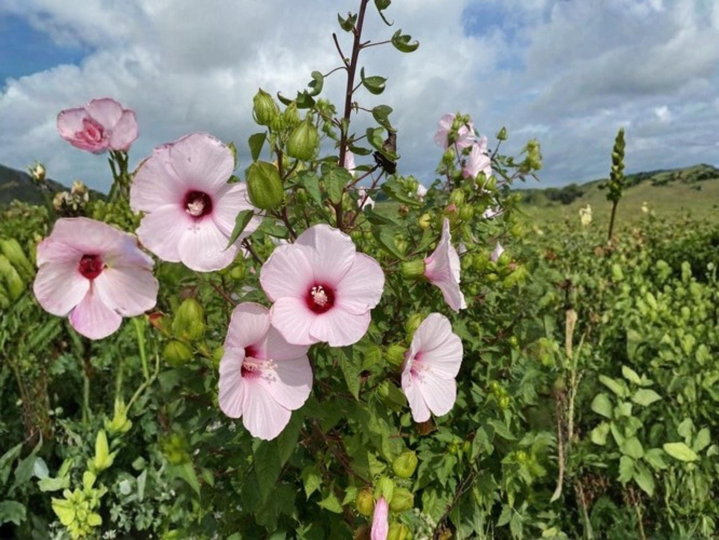 Rose Mallow Seeds – Hibiscus militaris Ornamental Tree Shrub Seeds for Landscape, Naturalistic Gardens & Collector Projects