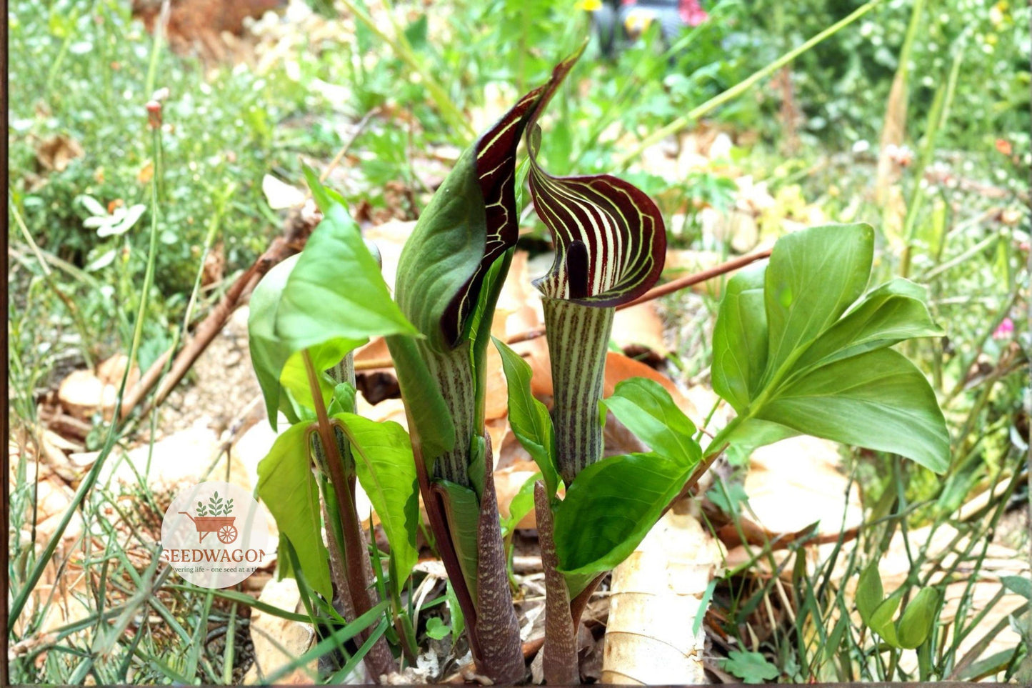 jack in the pulpit seeds, native woodland plant, shade garden seeds, Arisaema triphyllum seeds, perennial woodland seeds, green striped flower seeds, spring bloom seeds, moist soil plant seeds, native plant collection, woodland restoration seeds, shade-loving perennial, naturalized landscape seeds, unique native seed pack