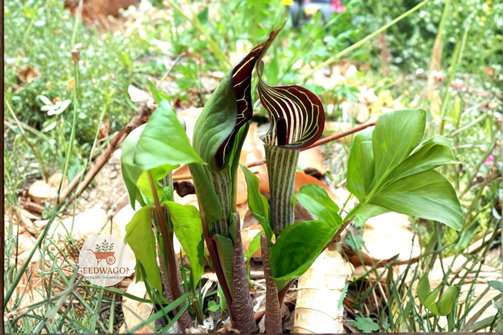 jack in the pulpit seeds, native woodland plant, shade garden seeds, Arisaema triphyllum seeds, perennial woodland seeds, green striped flower seeds, spring bloom seeds, moist soil plant seeds, native plant collection, woodland restoration seeds, shade-loving perennial, naturalized landscape seeds, unique native seed pack