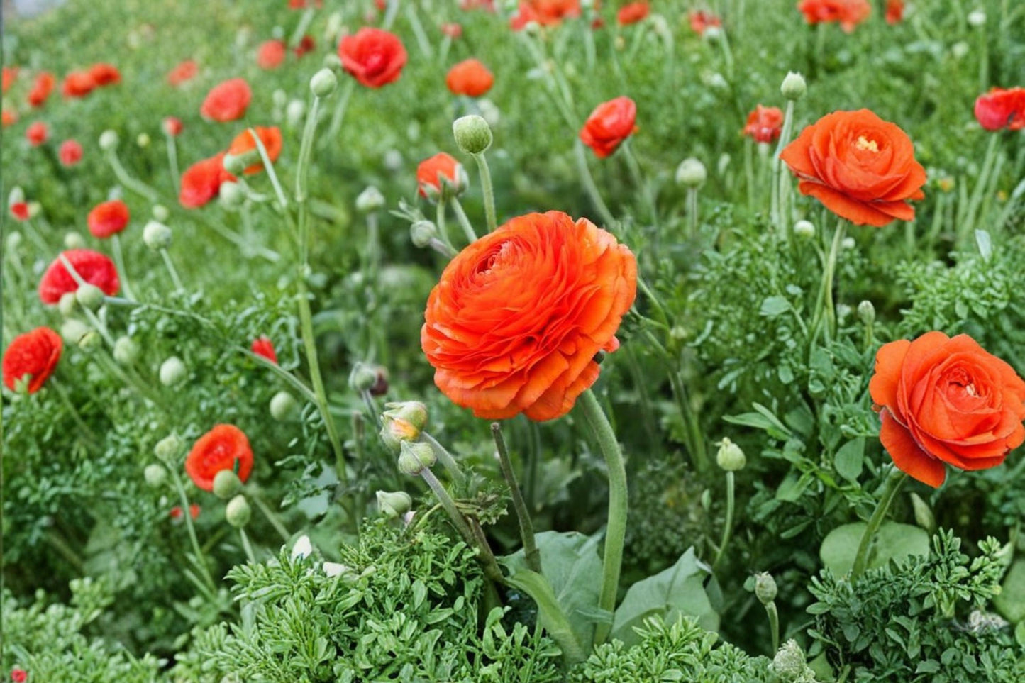 Orange Ranunculus Bulbs – Double Orange Flowering Bulbs – Ranunculus asiaticus for Garden Beds & Containers