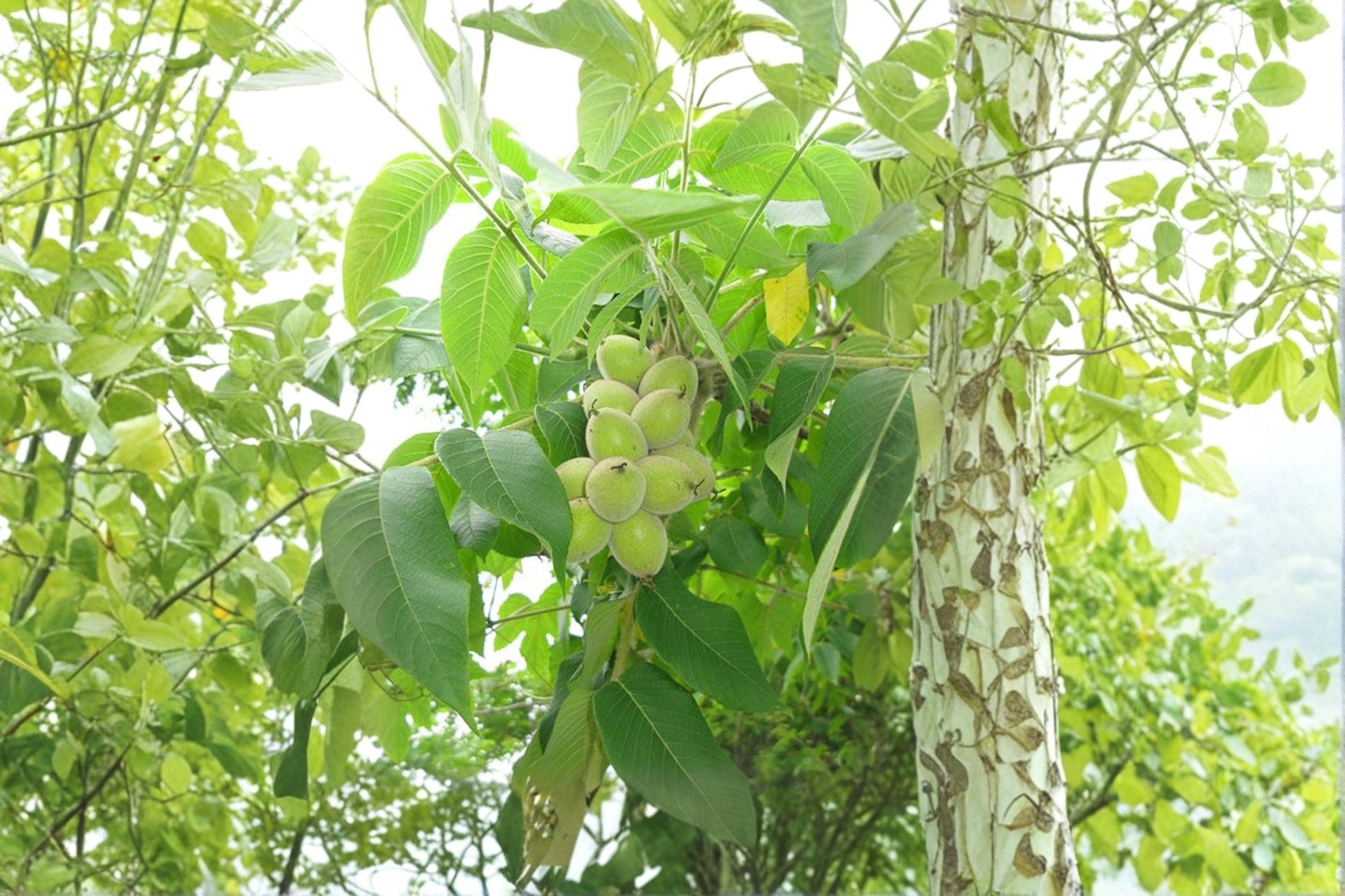 Heartnut Seeds – Juglans ailantifolia var. cordiformis – Nut Tree Seeds for Planting, Edible Heart-Shaped Nuts