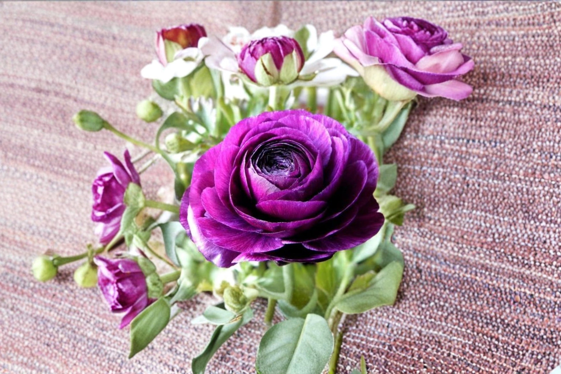 Purple Ranunculus Bulbs – Double Purple Flowers – Ranunculus asiaticus – Garden, Container, Cut Flower Planting Bulbs