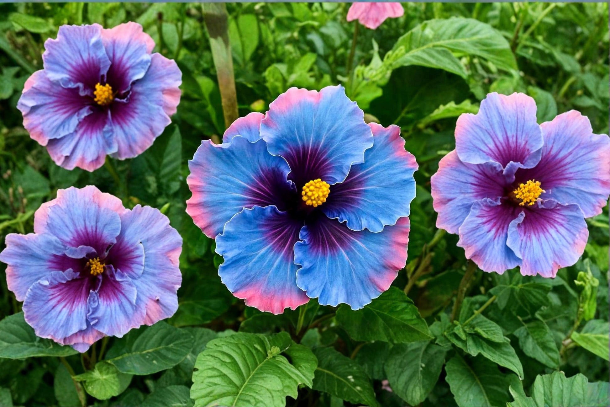 Mixed Hibiscus Flower Seed – Perennial Non-GMO Heirloom Hibiscus spp. for Colorful Garden Blooms
