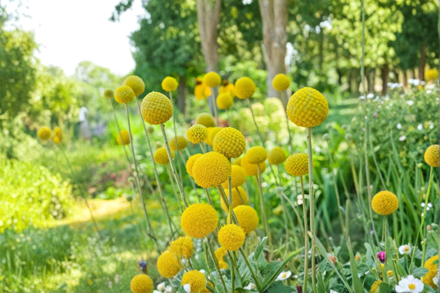 Yellow Globe Flower Seeds – Trollius spp. Ornamental Perennial for Garden, Cut Flowers & Bonsai Training
