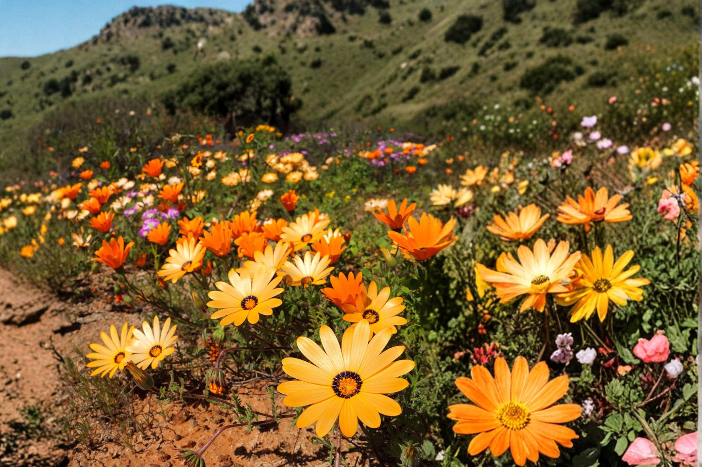 African Daisy Seeds – 195 Yellow, Orange & White Flower Seeds, Dimorphotheca spp. Annual Garden Flower Mix