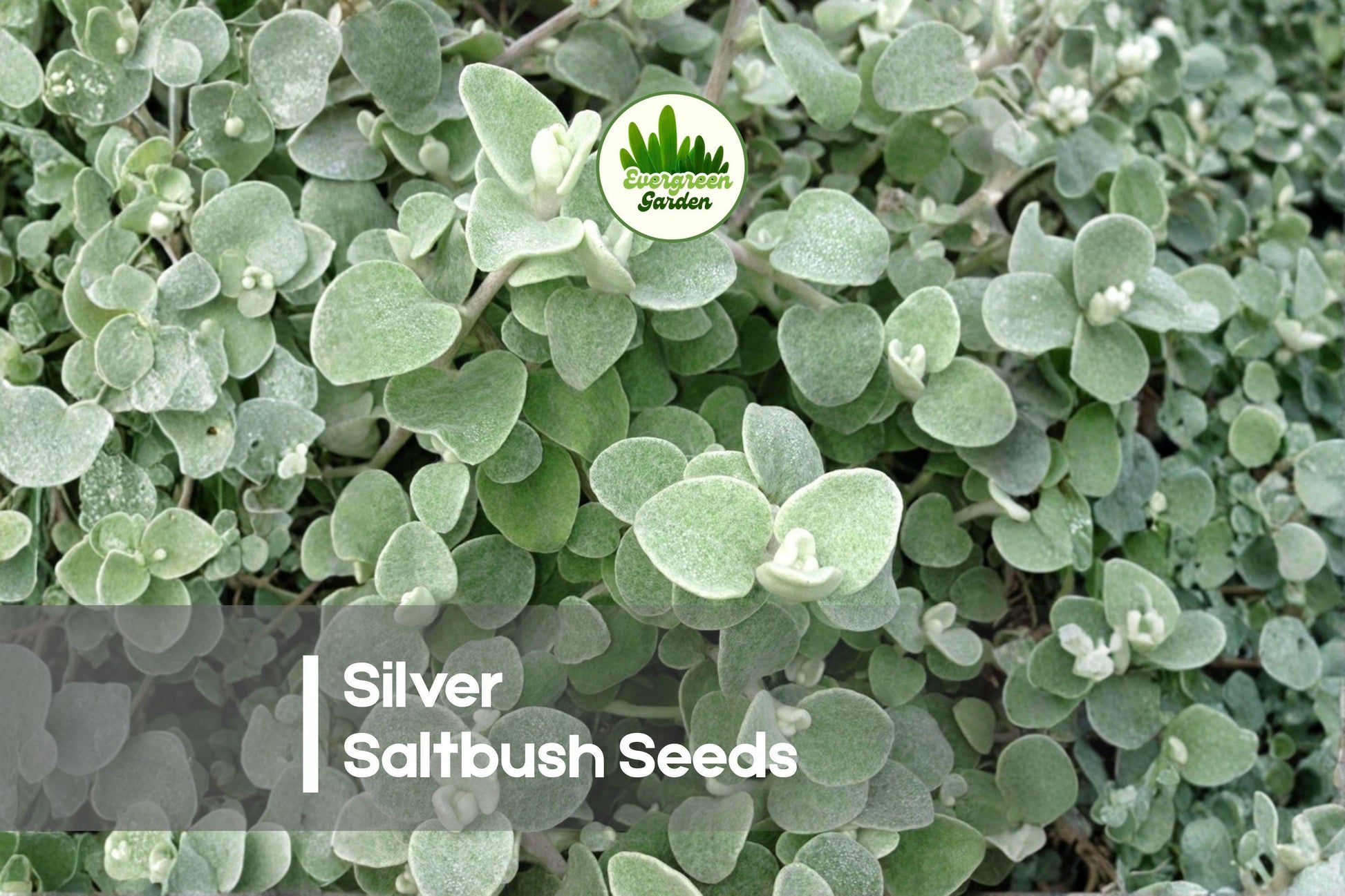 Silver Saltbush Seeds – 50+ Atriplex nummularia Drought-Tolerant Evergreen Shrub for Xeriscaping & Low-Water Gardens