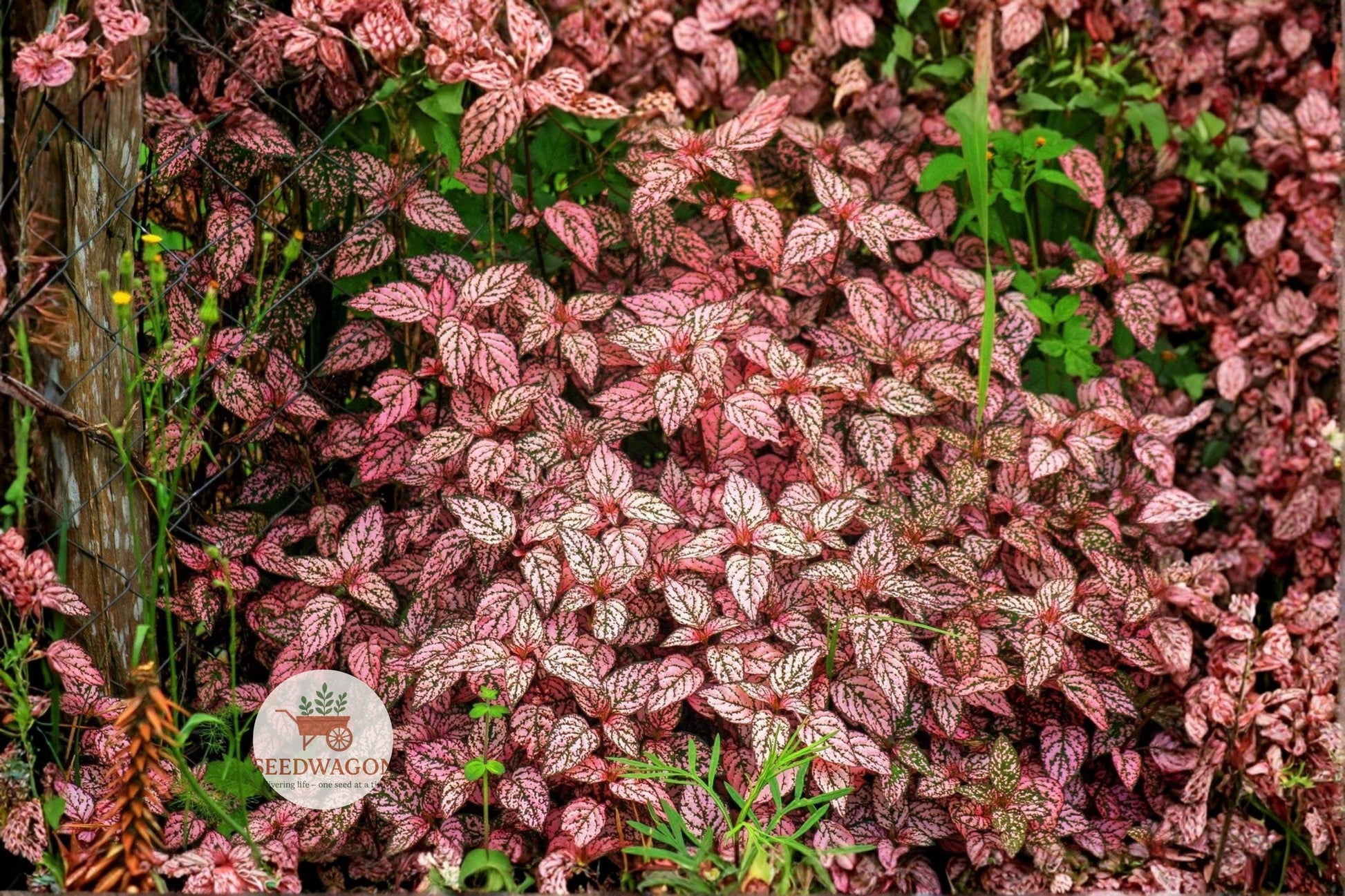 pink polka dot plant seeds, Hypoestes phyllostachya, ornamental houseplant seeds, indoor foliage seeds, pink speckled plant seeds, container plant seeds, terrarium plant seeds, colorful houseplant seeds, easy-care indoor seeds, dwarf houseplant seeds, pink foliage seeds, decorative plant seeds, beginner friendly plant seeds