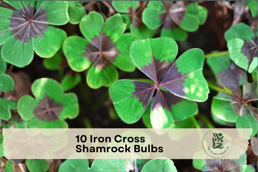 10 Iron Cross Shamrock Bulbs – Oxalis deppei, Green & Burgundy Foliage, Seasonal Pink Flowers, Indoor & Outdoor Ornamental Bulbs