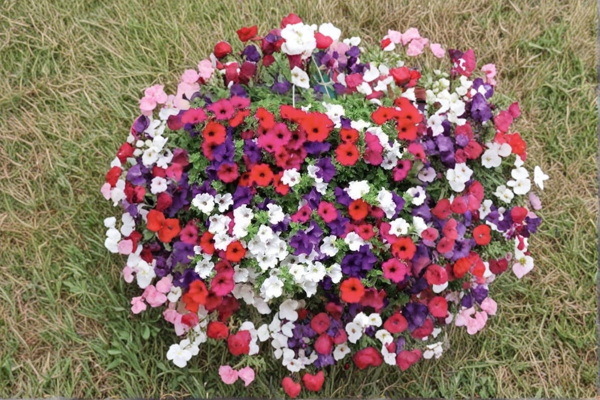 Mixed Petunia Flower Seeds – 1,000 Non-GMO Petunia × hybrida Seeds for Vibrant Garden, Container & Border Plantings
