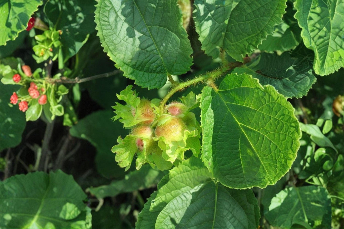 American Hazelnut Live Tree Seedlings – Corylus americana Bare Root Starter Plants, Native Shrubs for Landscaping and Wildlife