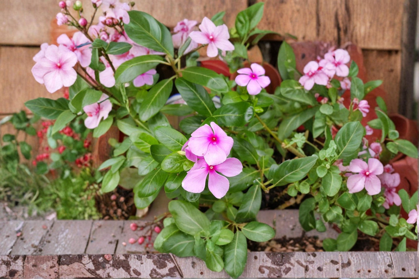 Madagascar Periwinkle Seeds – Mixed Color Catharanthus roseus Flower Seeds for Garden Beds & Containers