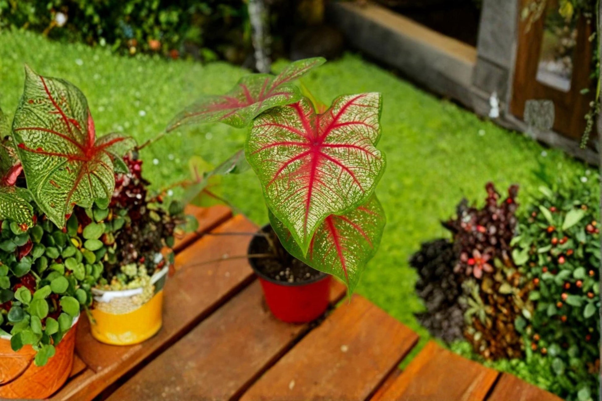 Caladium Bulbs 6 Pack | Rosebud Caladium bicolor Fancy Leaf Tropical Ornamental Foliage Bulbs