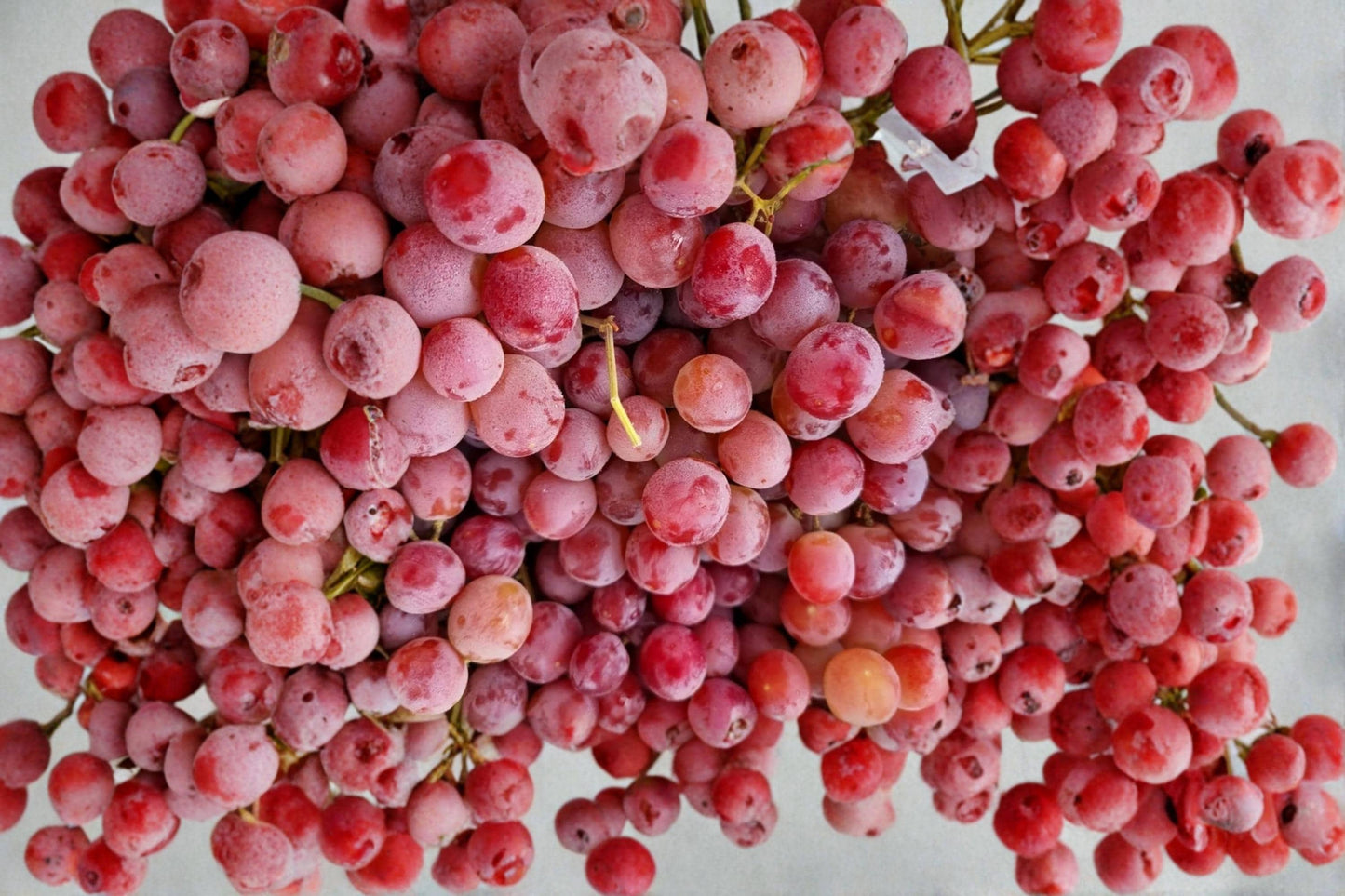 Red Concord Grape Seeds – Vitis labrusca Fruit Vine for Planting, Climbing, Backyard Garden, Table & Wine Production